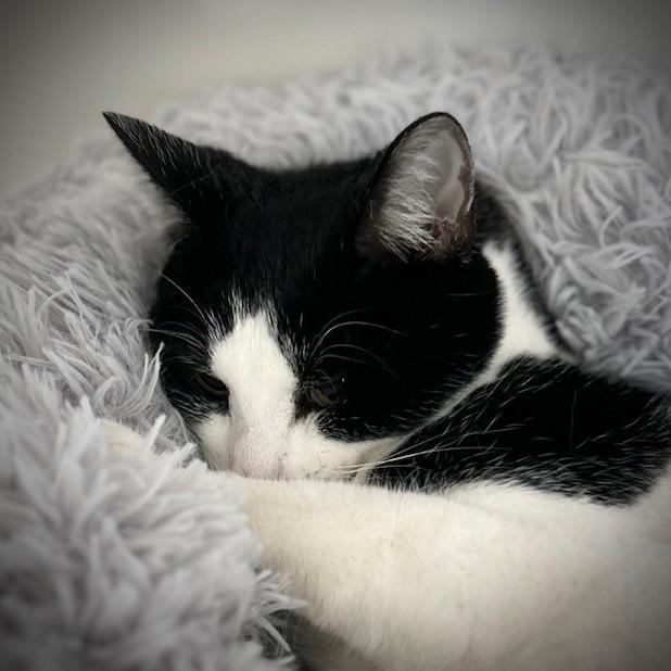 Enlarge Cubie, a Adoptable American Shorthair in Poplar Bluff, MO image 1/2