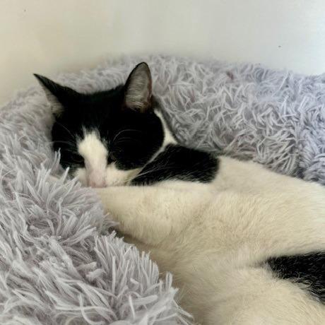 Enlarge Cubie, a Adoptable American Shorthair in Poplar Bluff, MO image 2/2