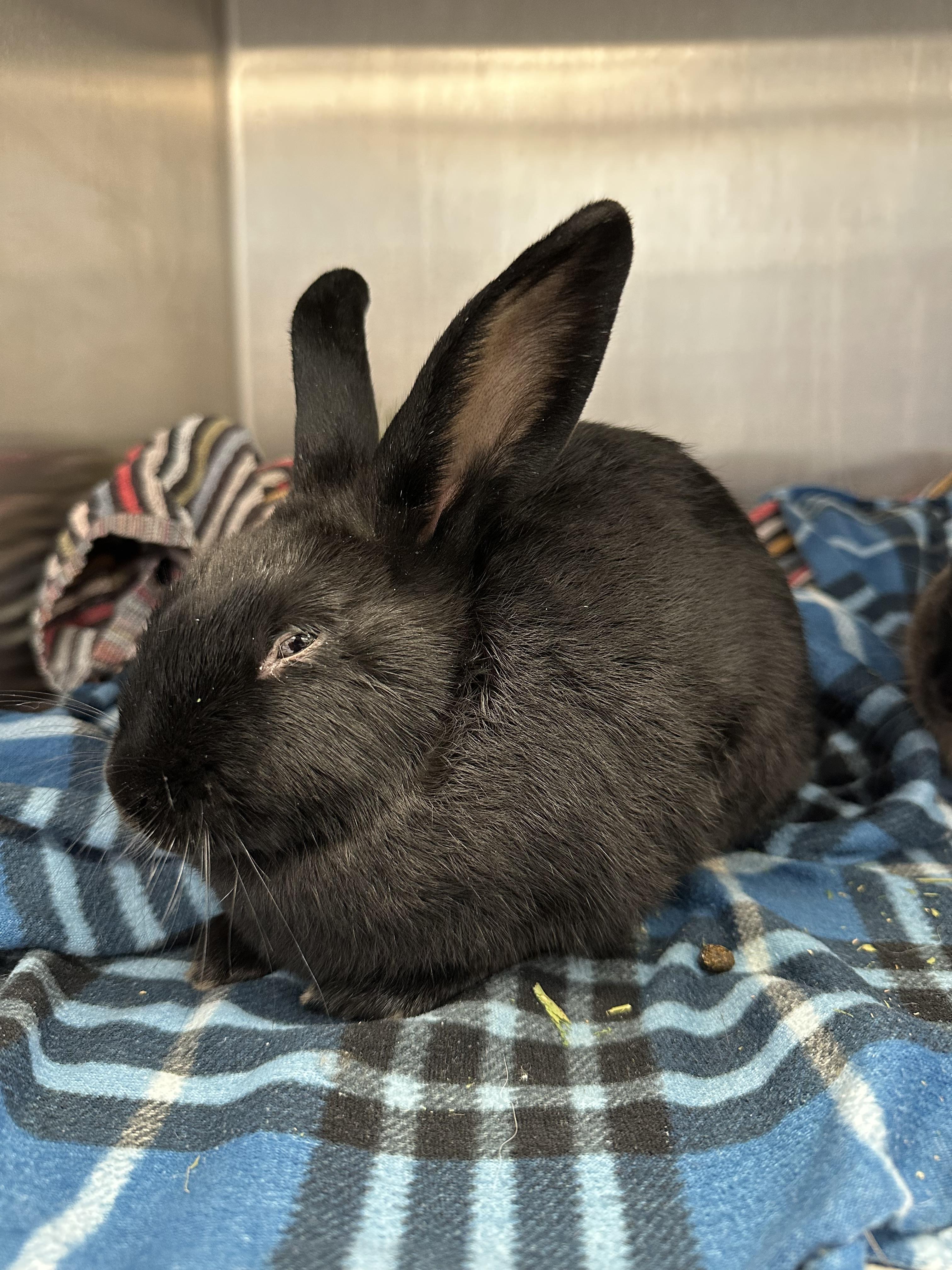 Enlarge Eloise, a Adoptable mixed breed in Grand Rapids, MI image 1/1