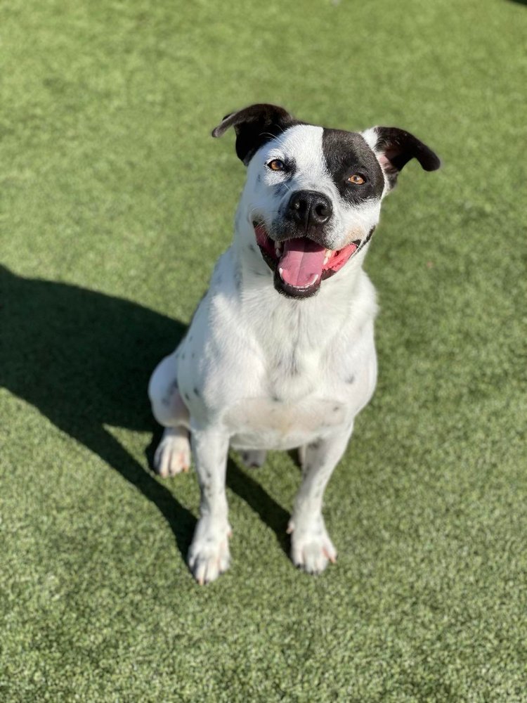 Enlarge Schumer, a Adoptable mixed breed in Godfrey, IL image 1/8