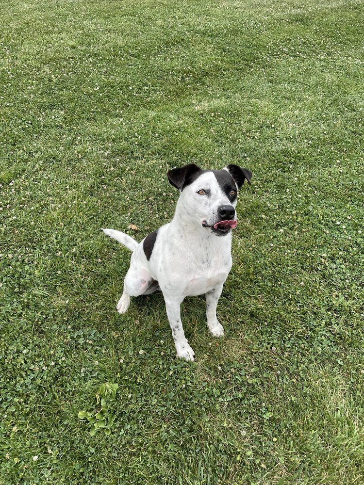 Enlarge Schumer, a Adoptable mixed breed in Godfrey, IL image 8/8