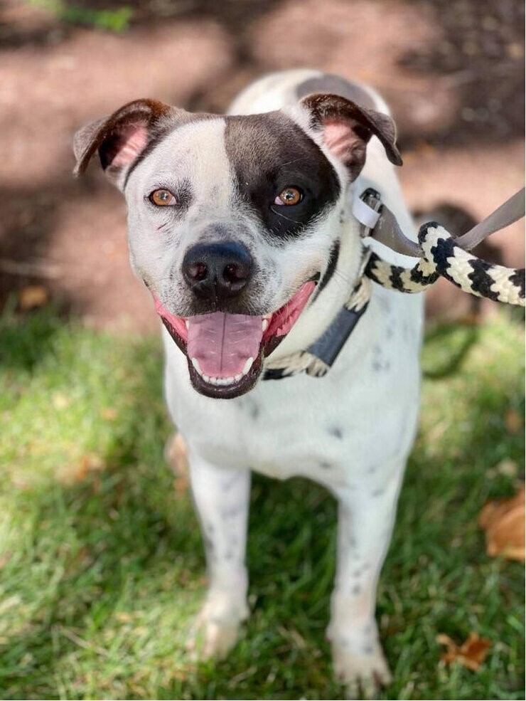 Enlarge Schumer, a Adoptable mixed breed in Godfrey, IL image 6/8