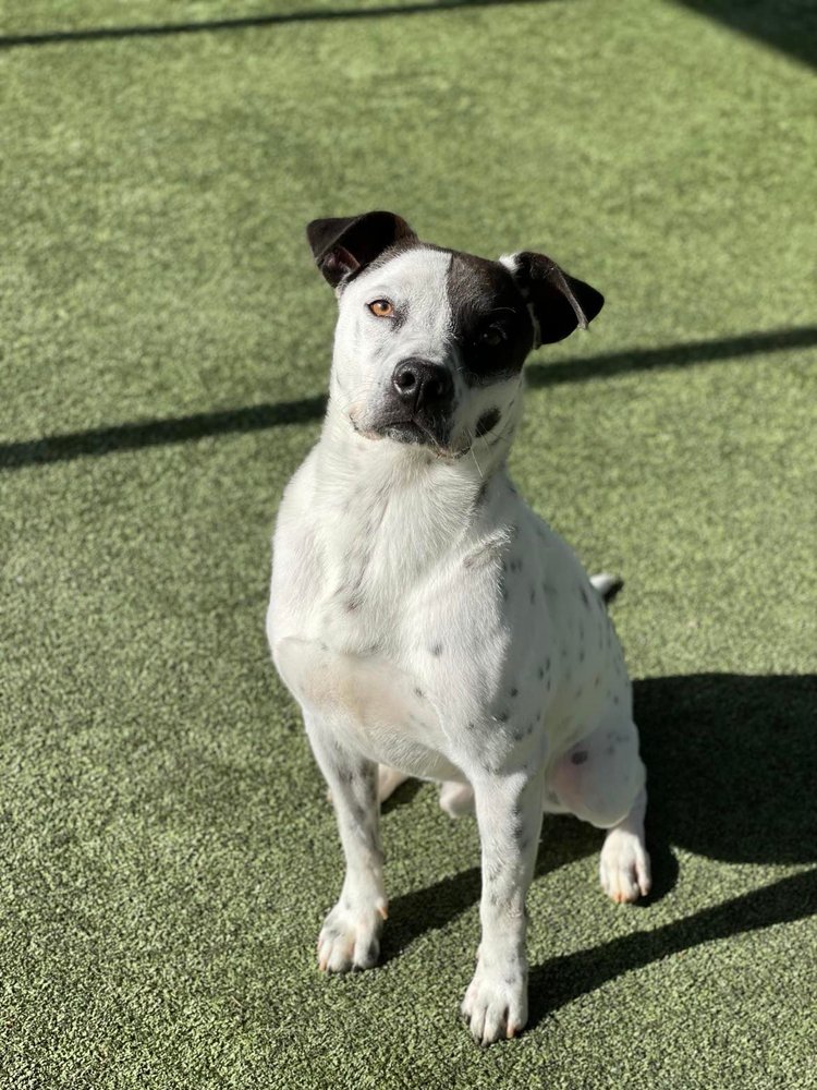 Enlarge Schumer, a Adoptable mixed breed in Godfrey, IL image 7/8