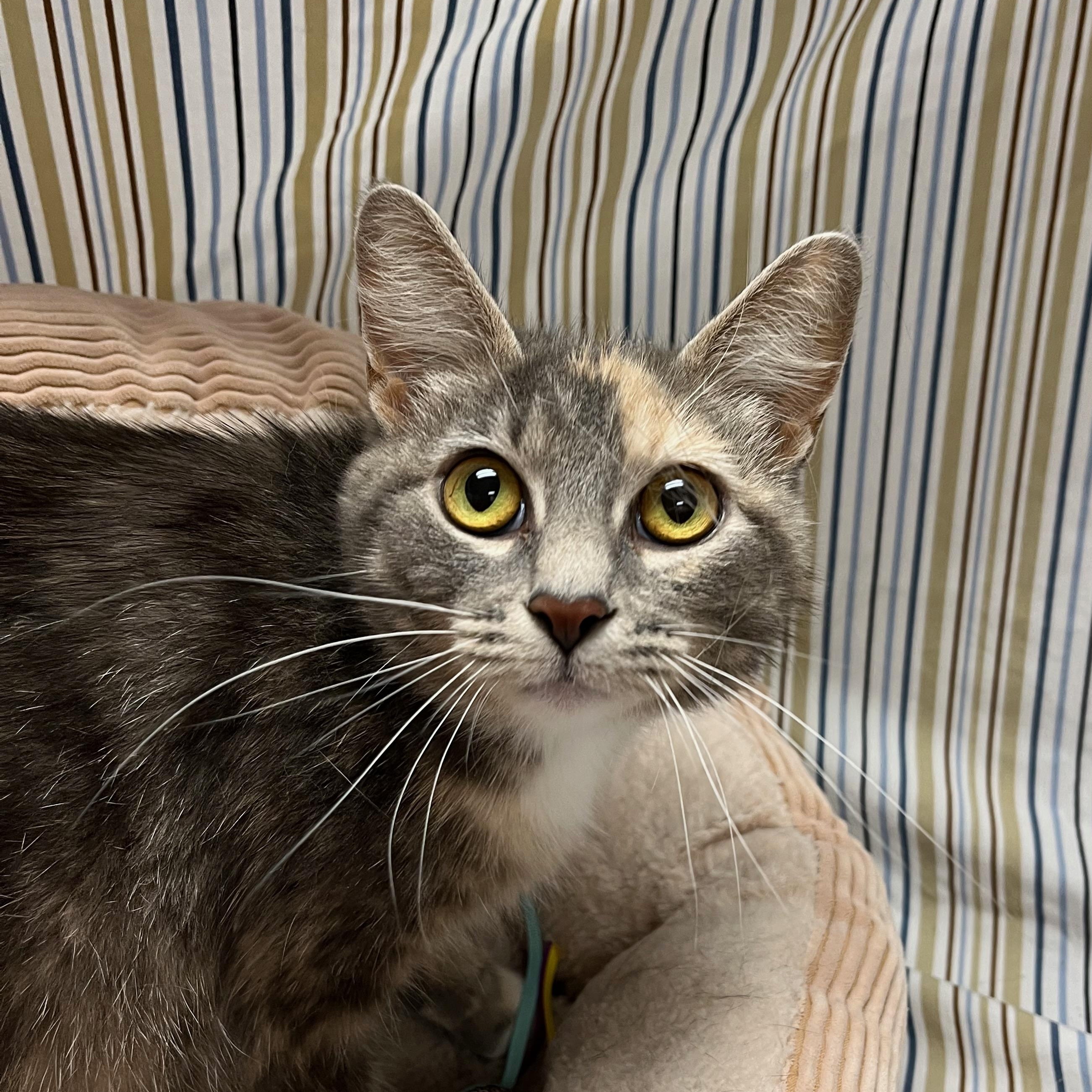 Estrella, Adoptable, Adult Female Domestic Short Hair.