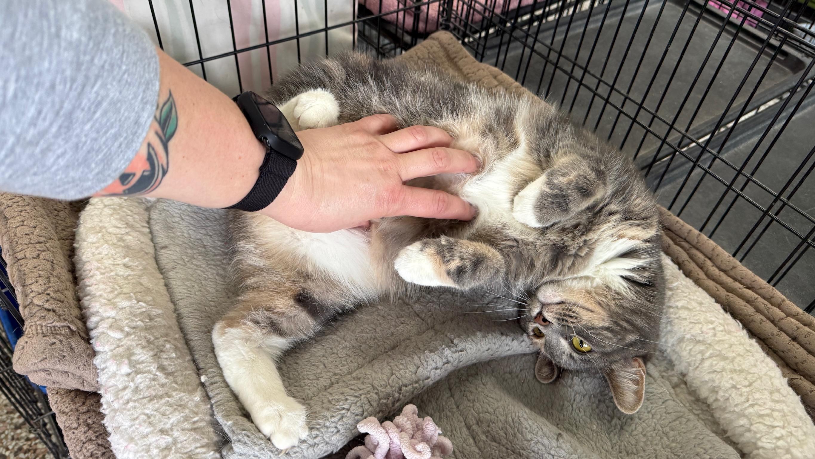 Enlarge Estrella, a Adoptable Domestic Short Hair in Richmond, KY image 1/6