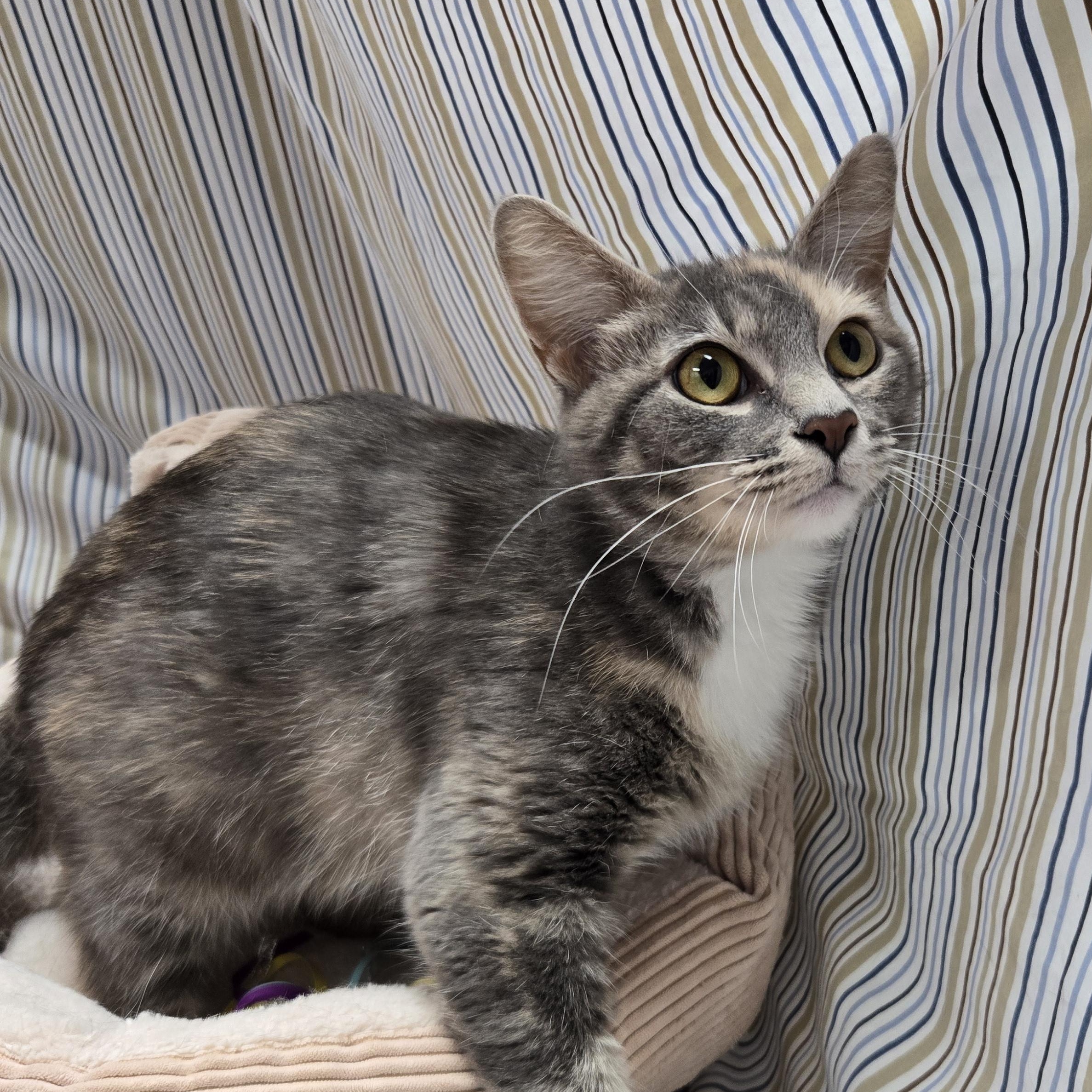 Estrella, a Adoptable Domestic Short Hair in Richmond, KY image 2/6