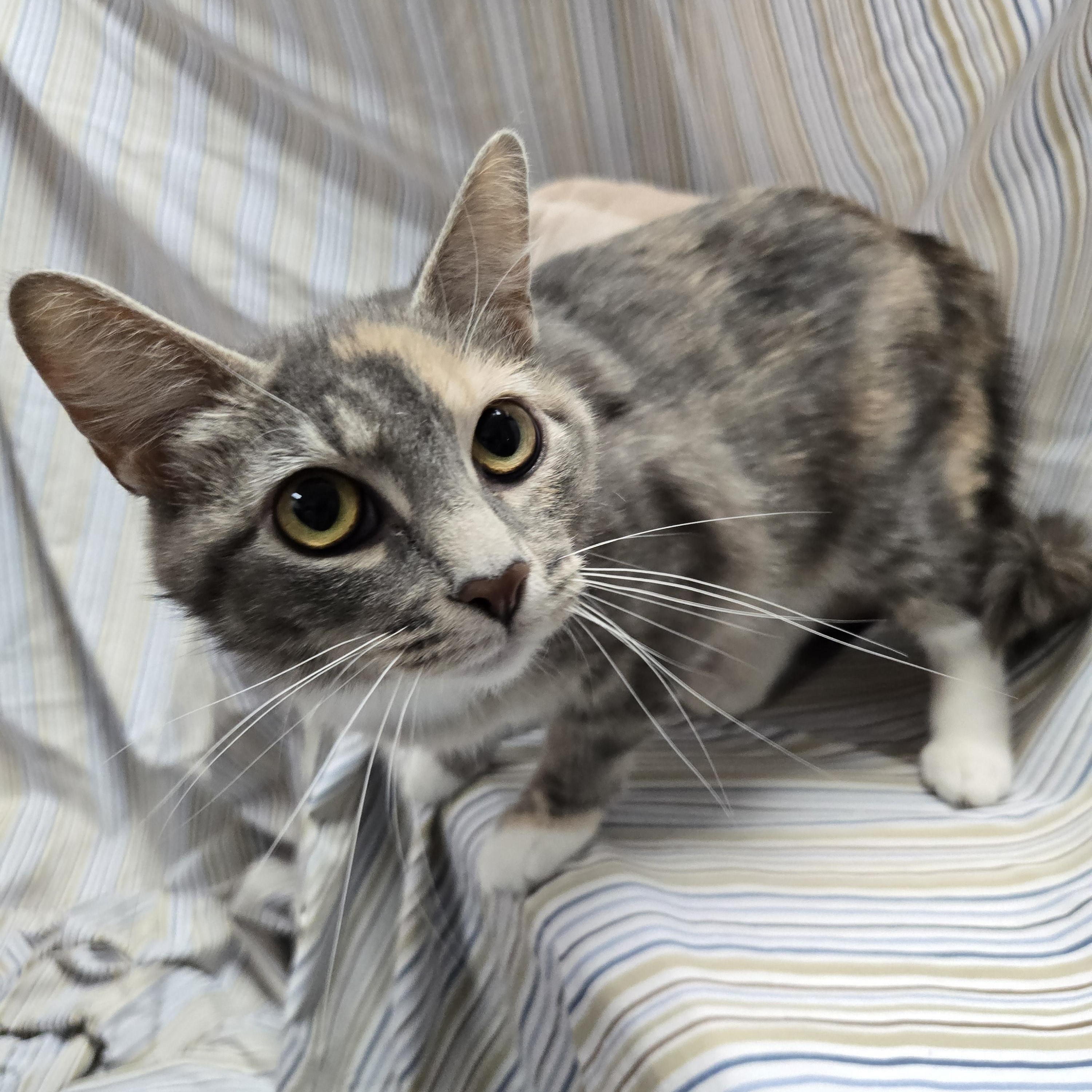 Estrella, Adoptable, Adult Female Domestic Short Hair.