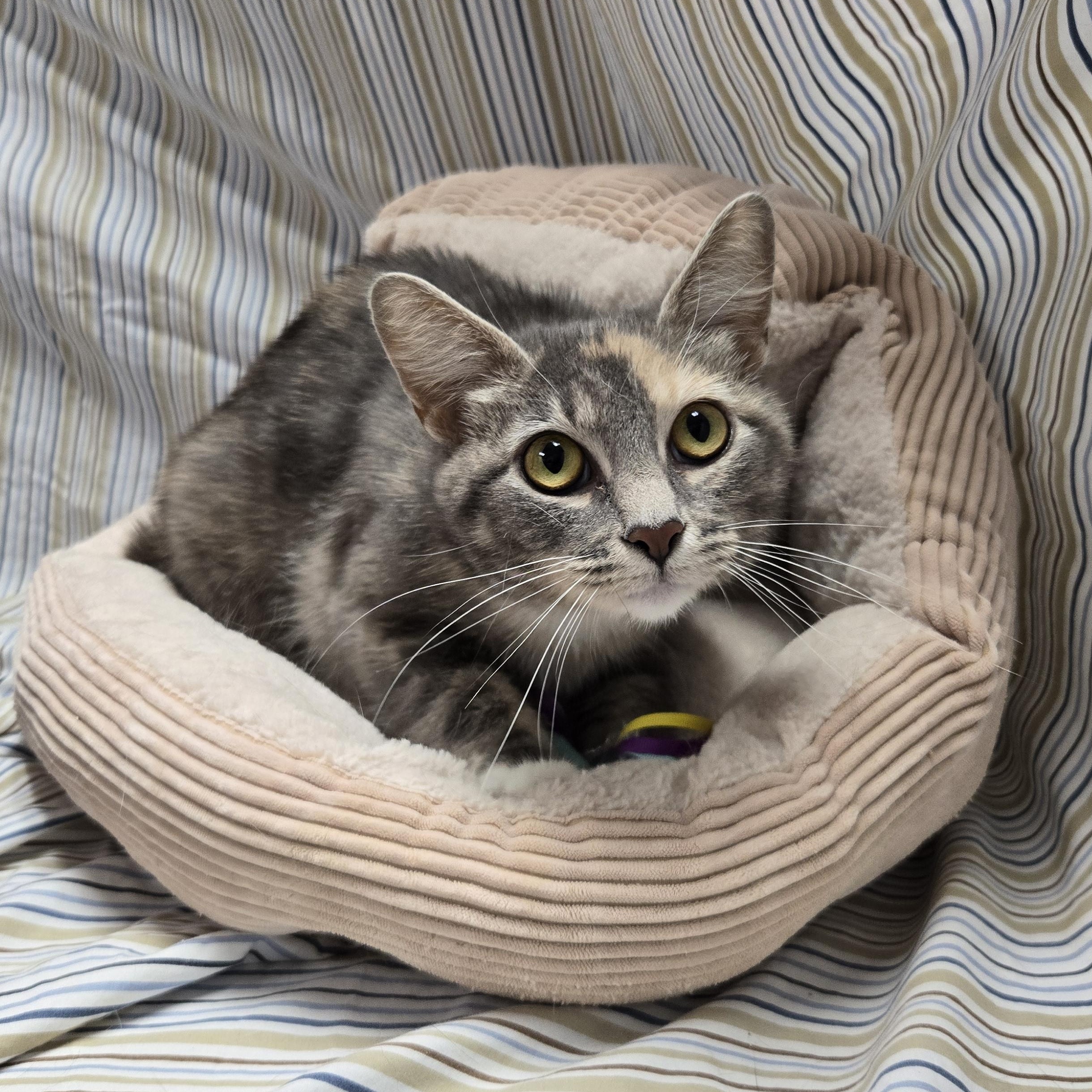 Estrella, a Adoptable Domestic Short Hair in Richmond, KY image 3/6