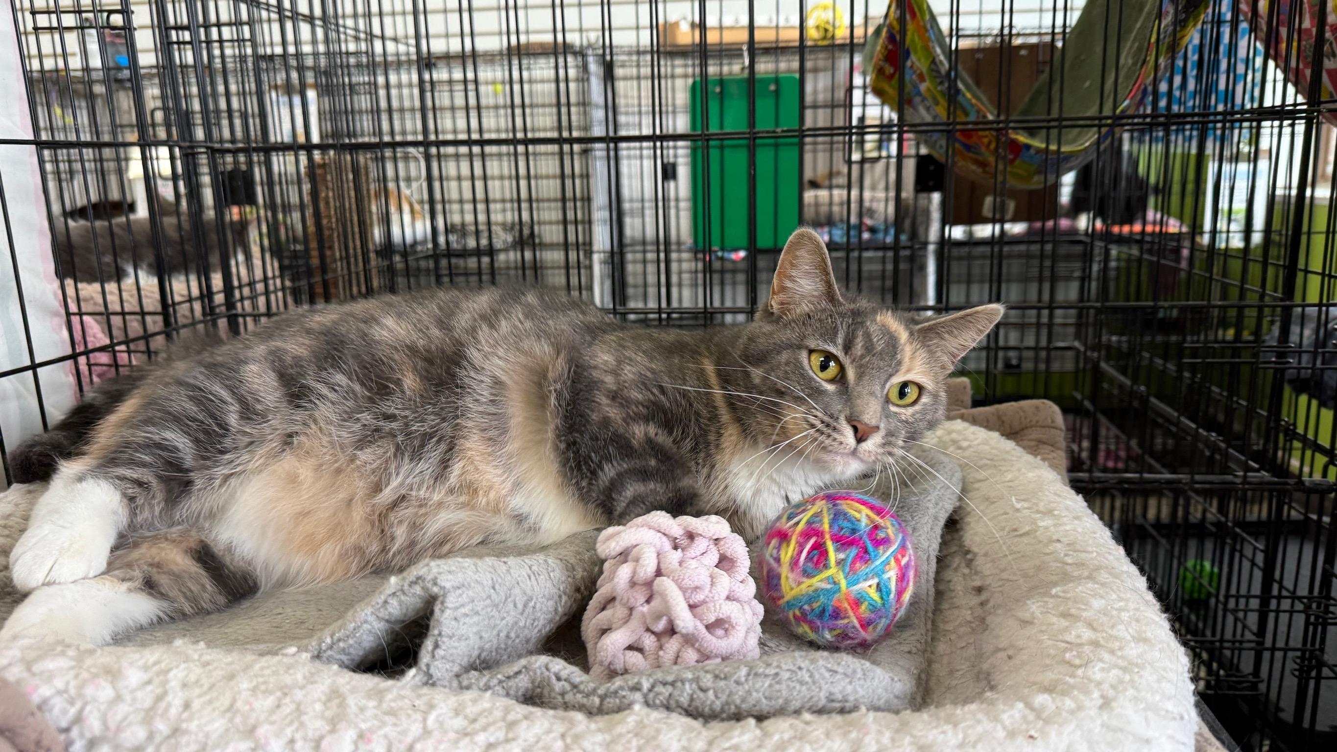 Enlarge Estrella, a Adoptable Domestic Short Hair in Richmond, KY image 6/6