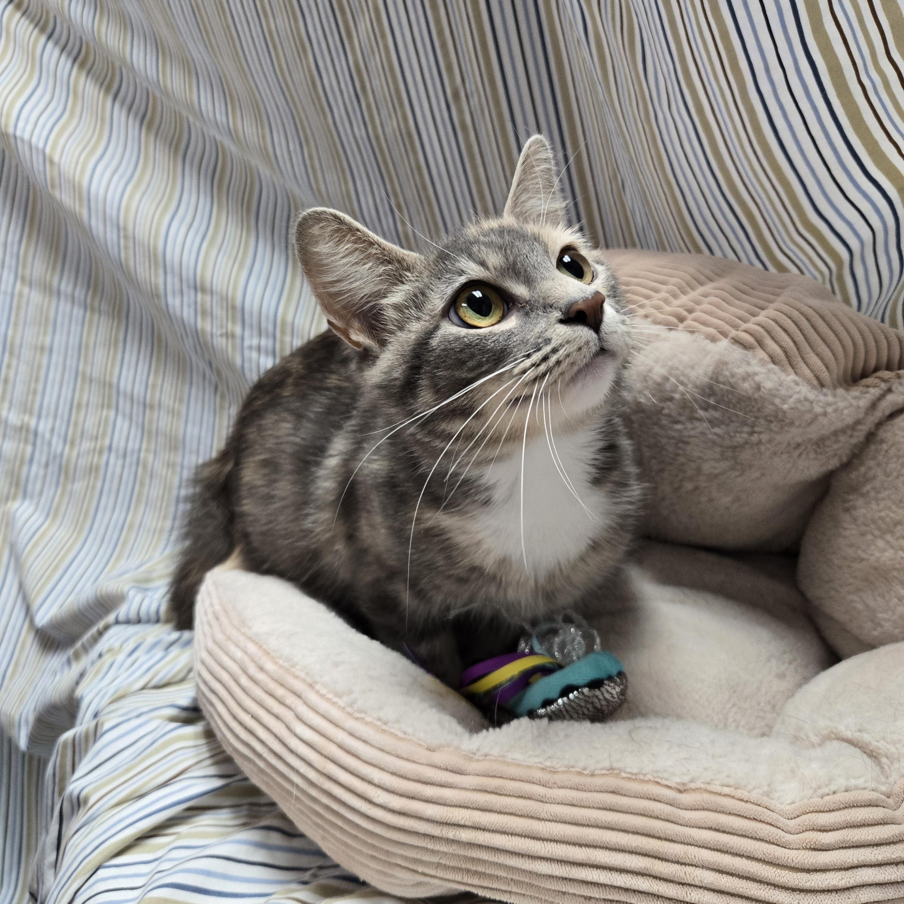 Estrella, a Adoptable Domestic Short Hair in Richmond, KY image 4/6