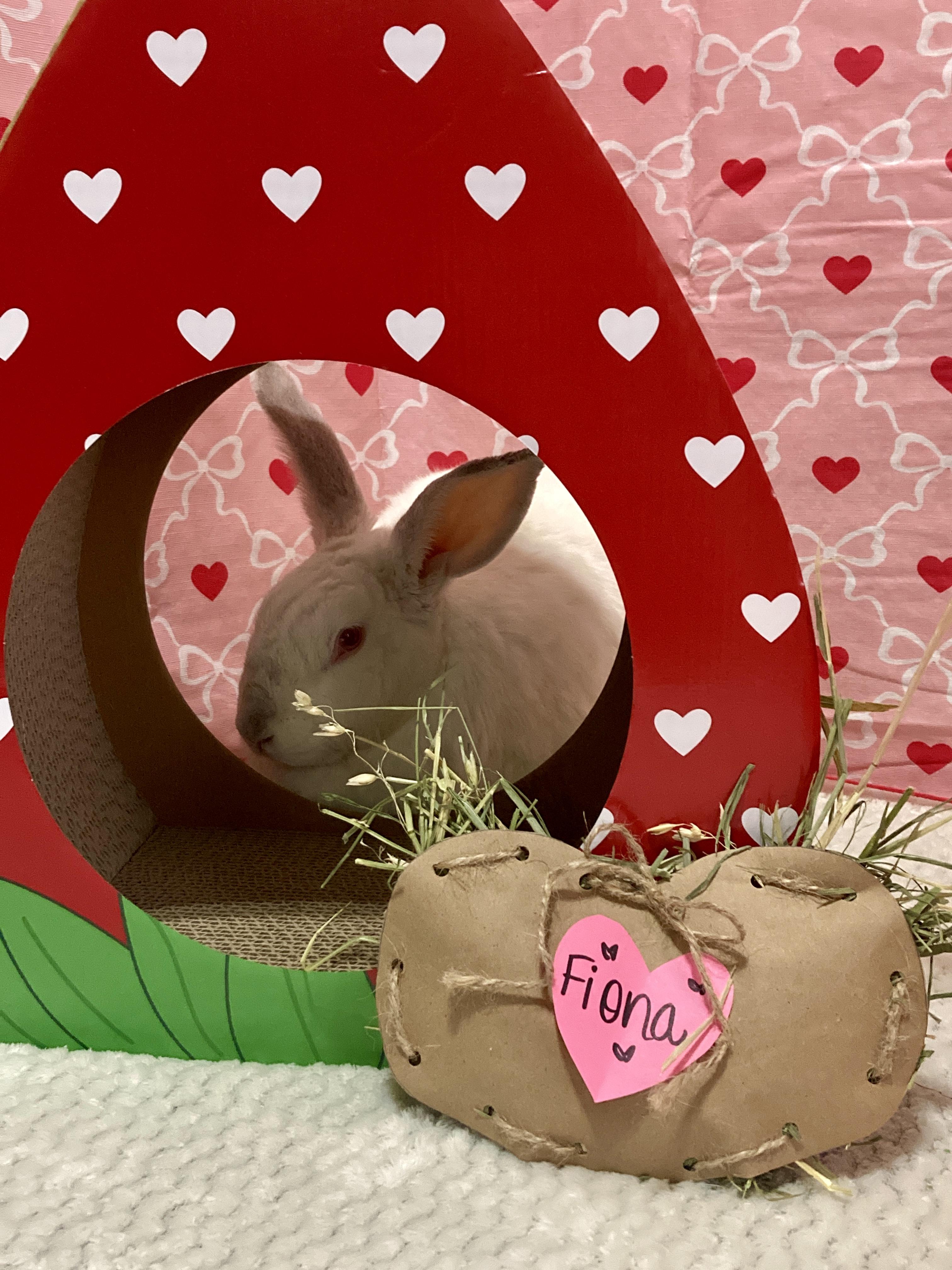 Fiona, a Adoptable Californian in Little Rock, AR image 4/6