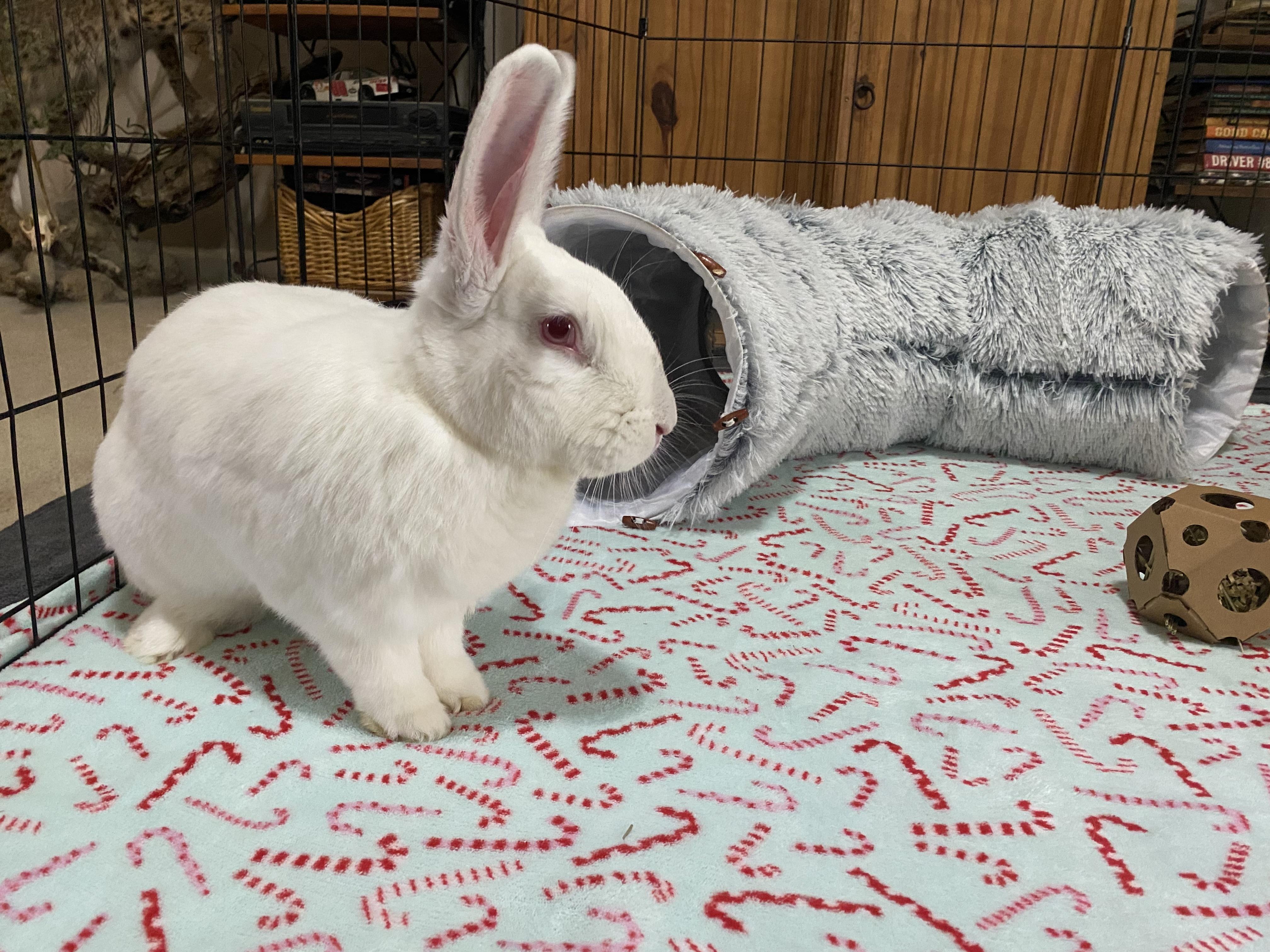 Enlarge Fiona, a Adoptable Californian in Little Rock, AR image 1/5