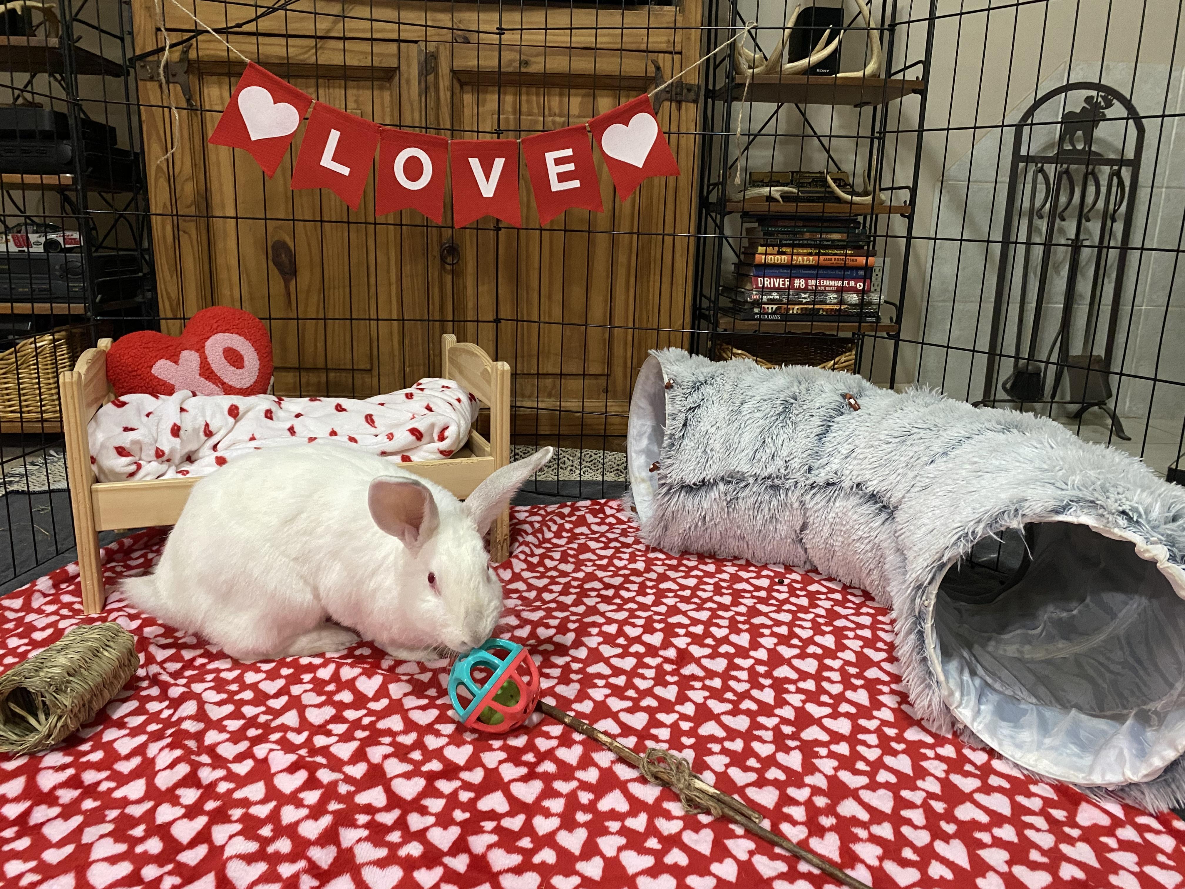 Enlarge Fiona, a Adoptable Californian in Little Rock, AR image 2/5