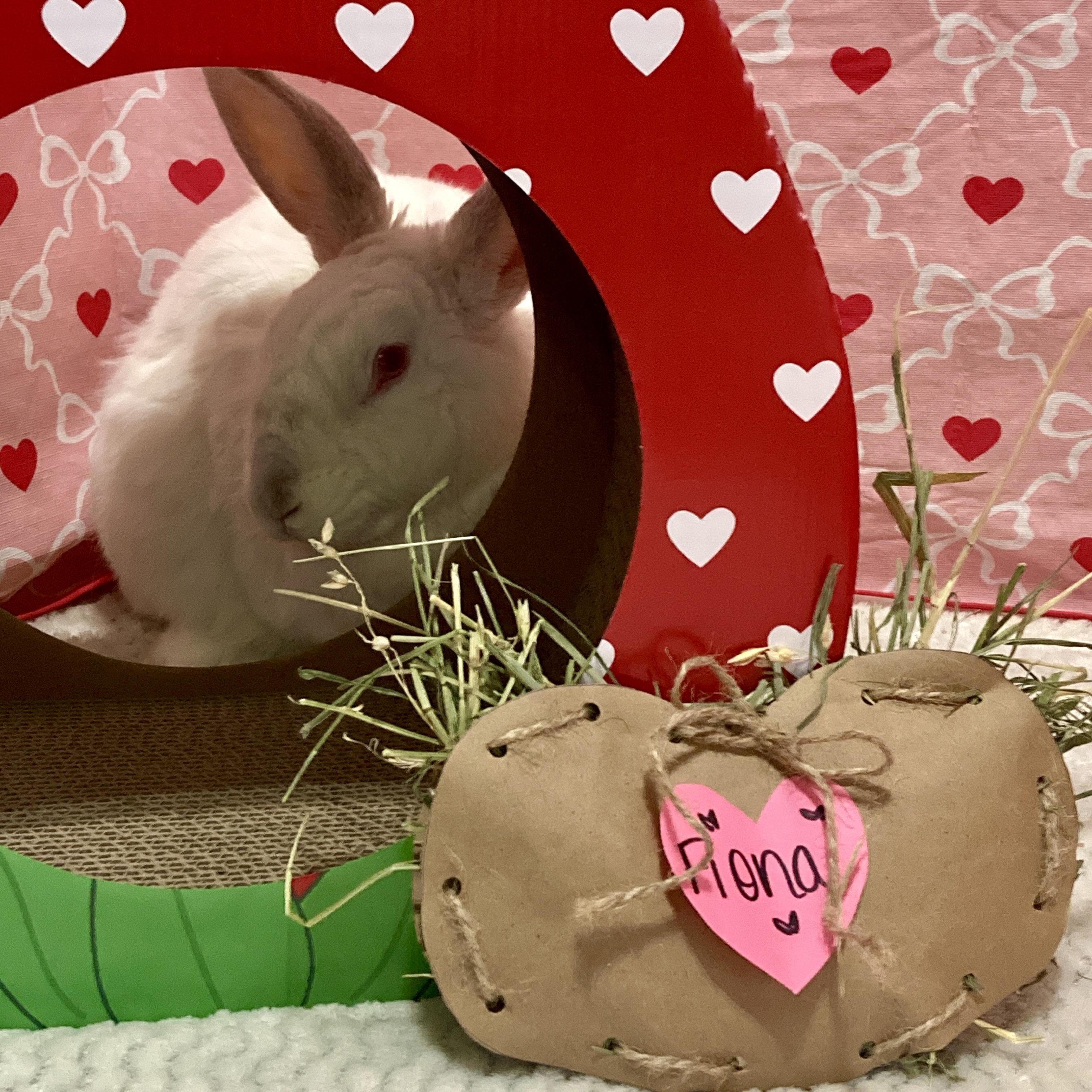 Fiona, a Adoptable Californian in Little Rock, AR image 1/6