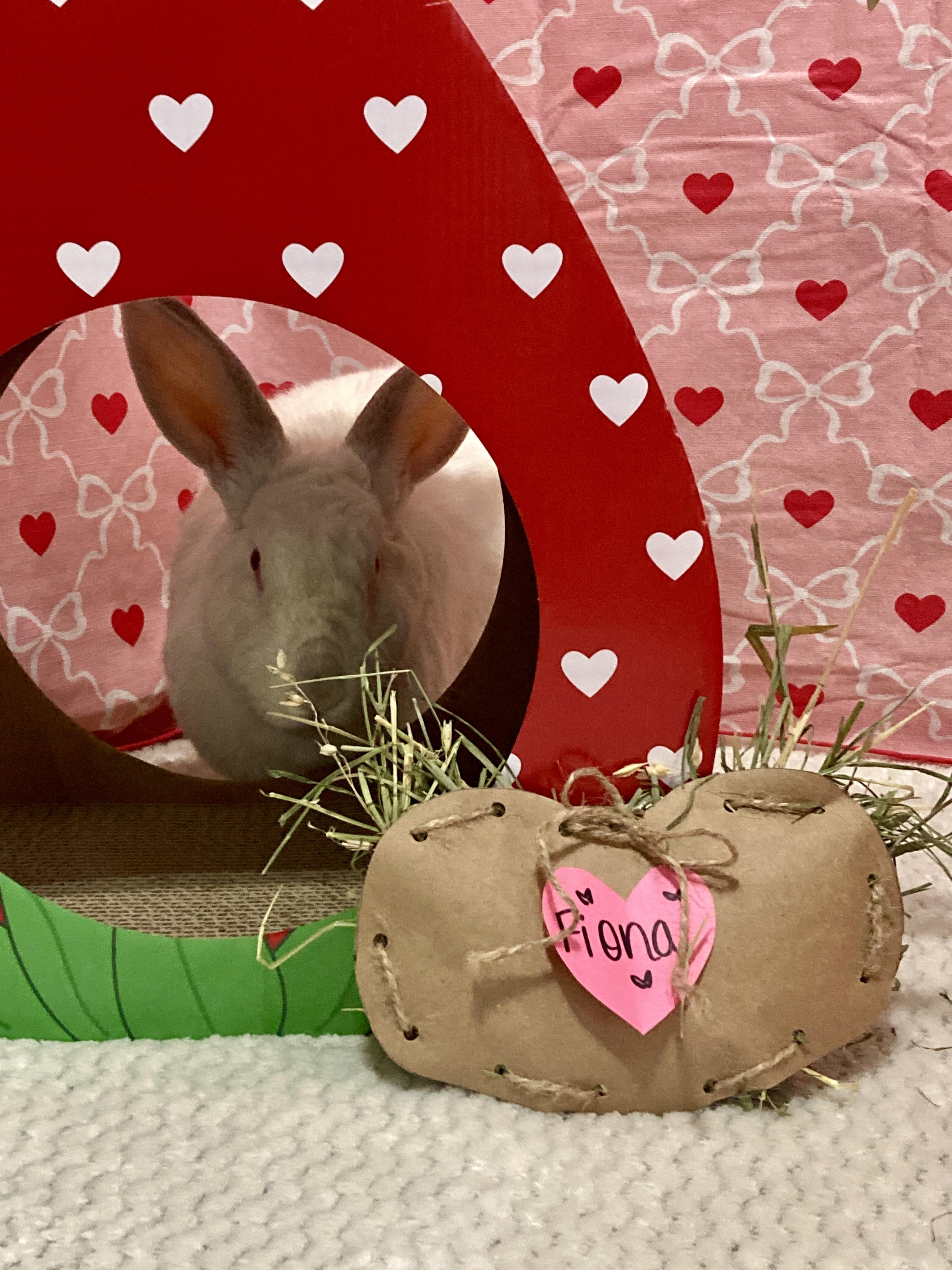 Fiona, a Adoptable Californian in Little Rock, AR image 5/6