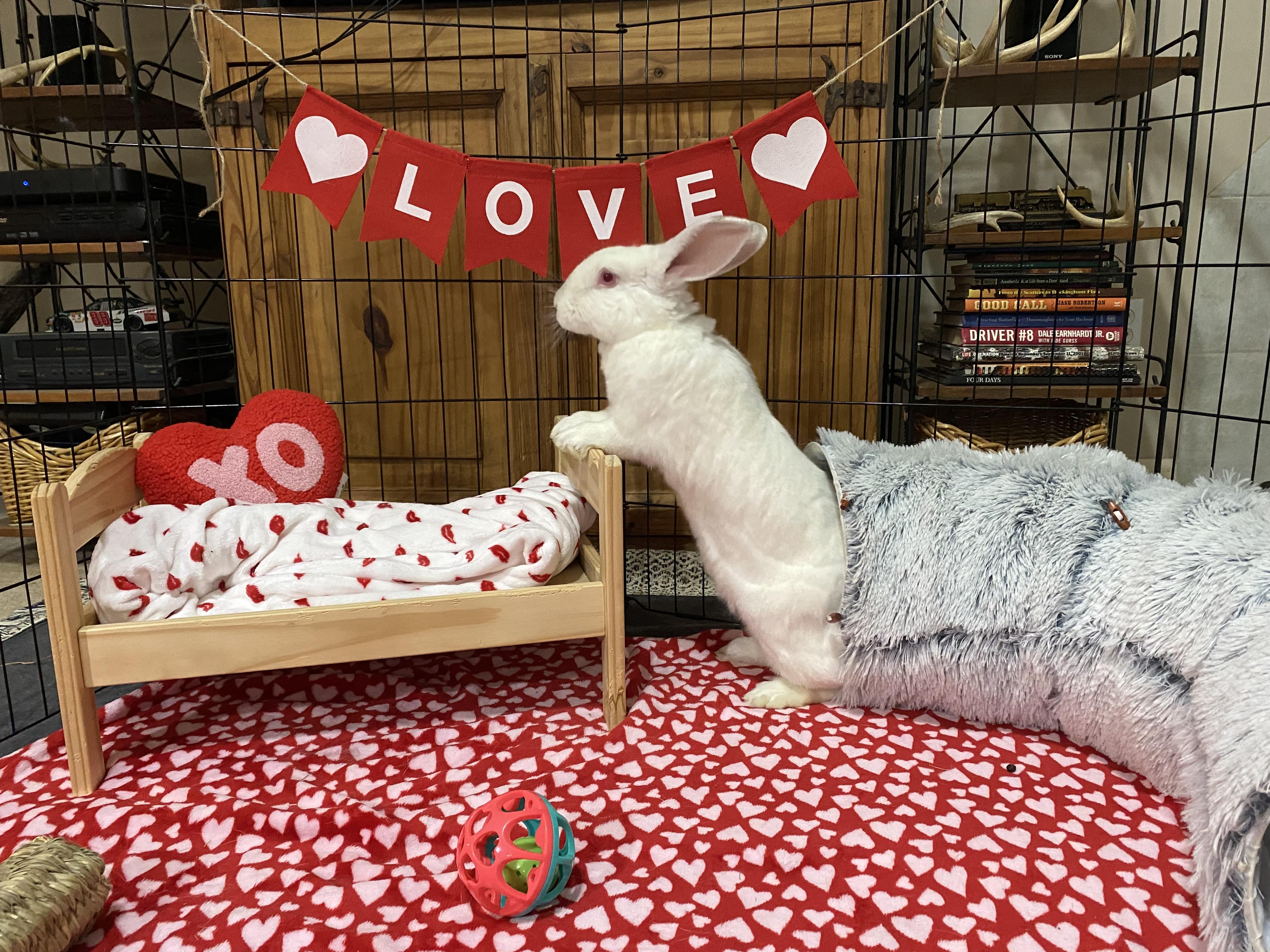 Enlarge Fiona, a Adoptable Californian in Little Rock, AR image 3/5