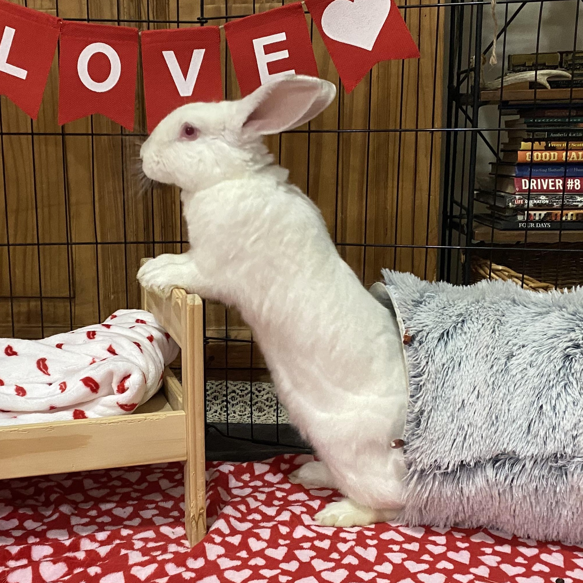 Fiona, a Adoptable Californian in Little Rock, AR image 3/6