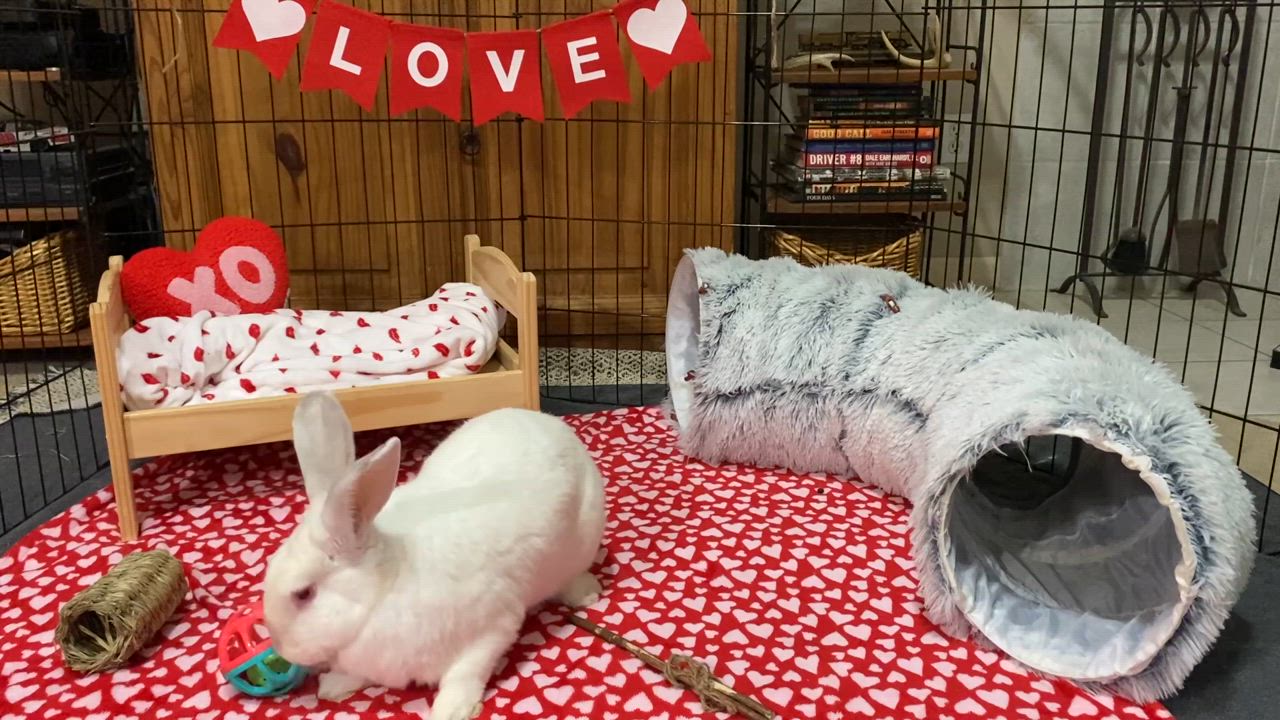 Enlarge Fiona, a Adoptable Californian in Little Rock, AR video 5/5