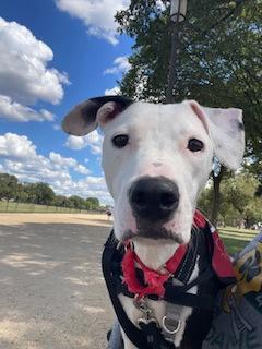 Cookie — thumbnail 3