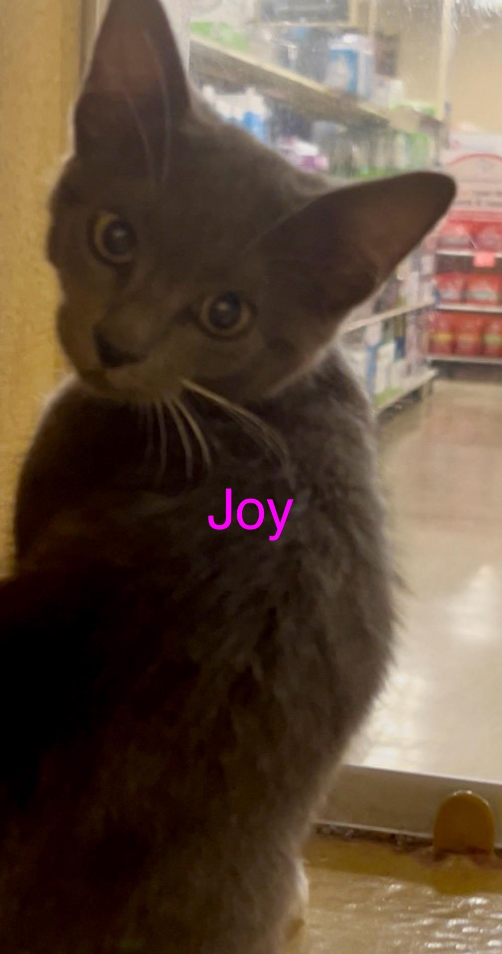 Joy