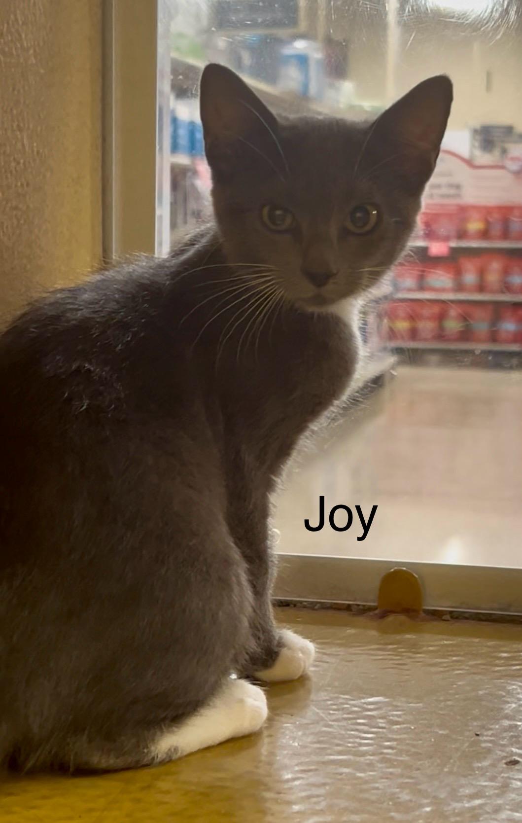 Joy 2