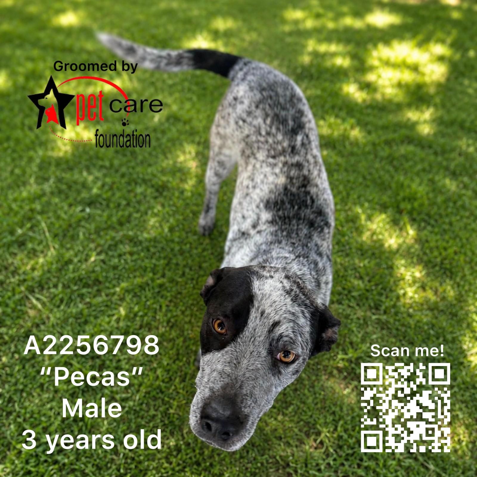 Enlarge PECAS, a Adoptable Pointer in Los Angeles, CA image 1/1