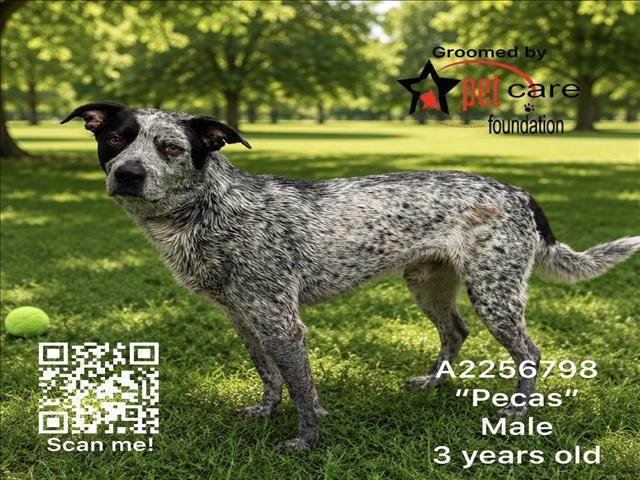 PECAS, Adoptable, Adult Male Pointer.