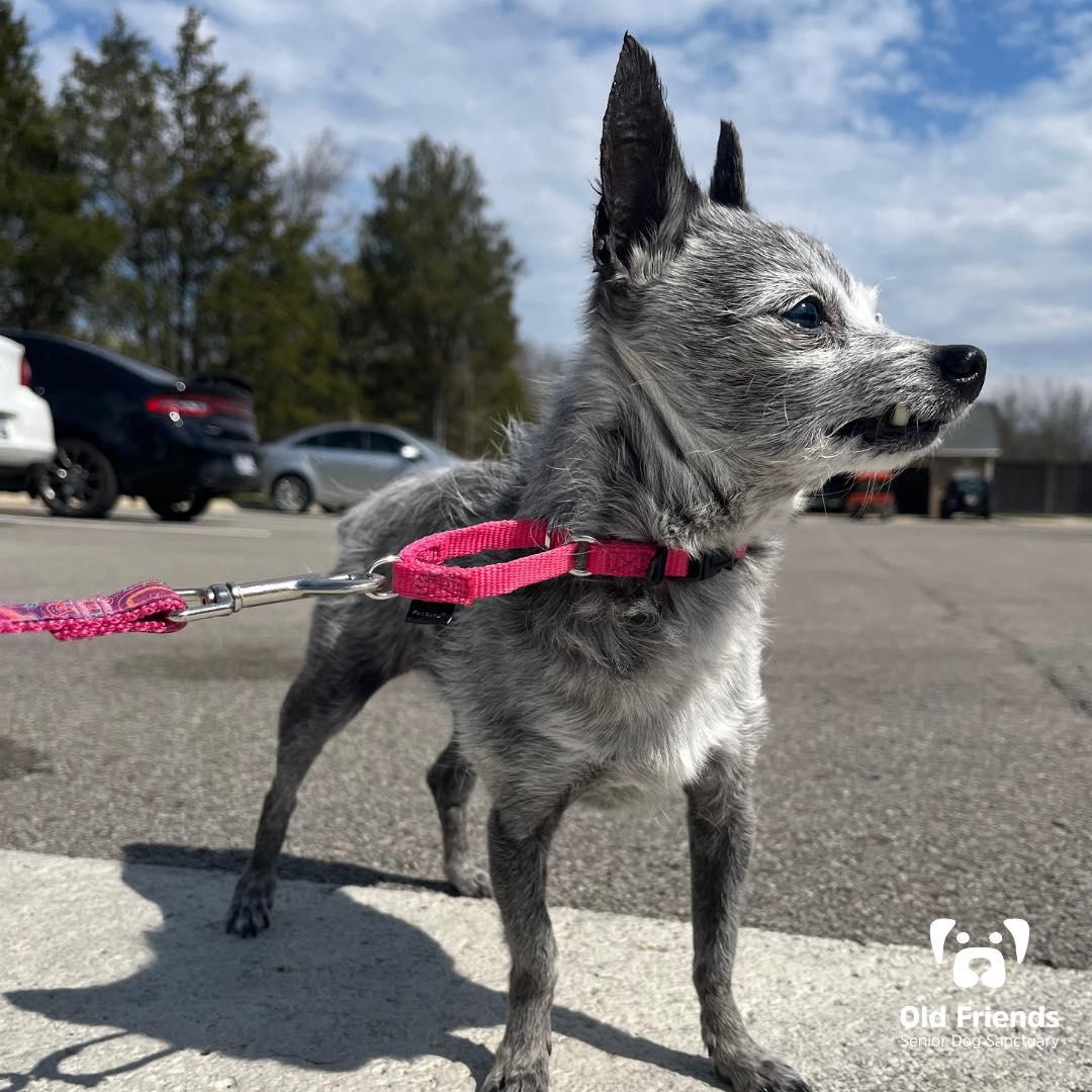 Haku and Zuri, a Adoptable mixed breed in Mount Juliet, TN image 2/4