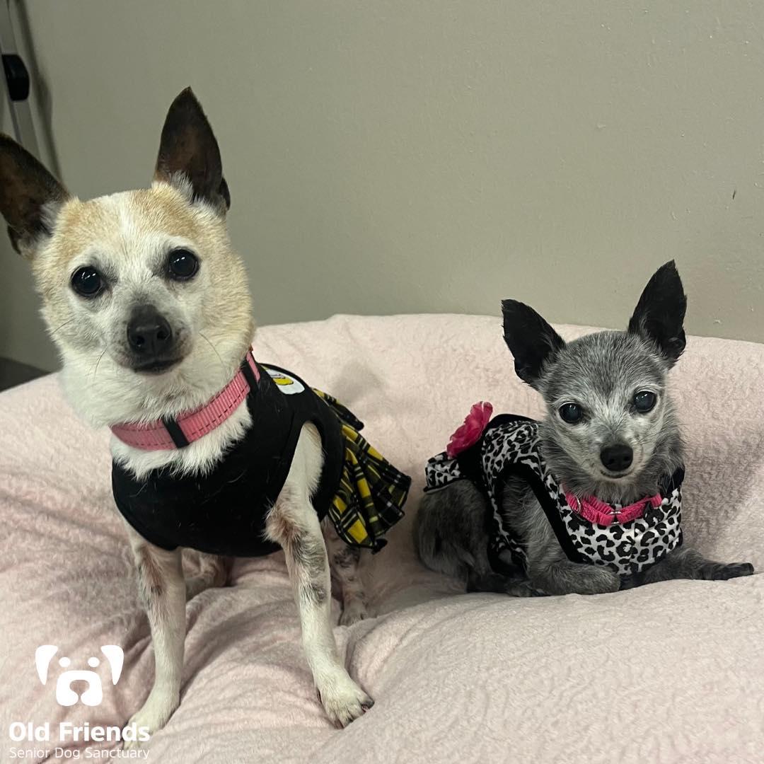 Haku and Zuri, a Adoptable mixed breed in Mount Juliet, TN image 1/4