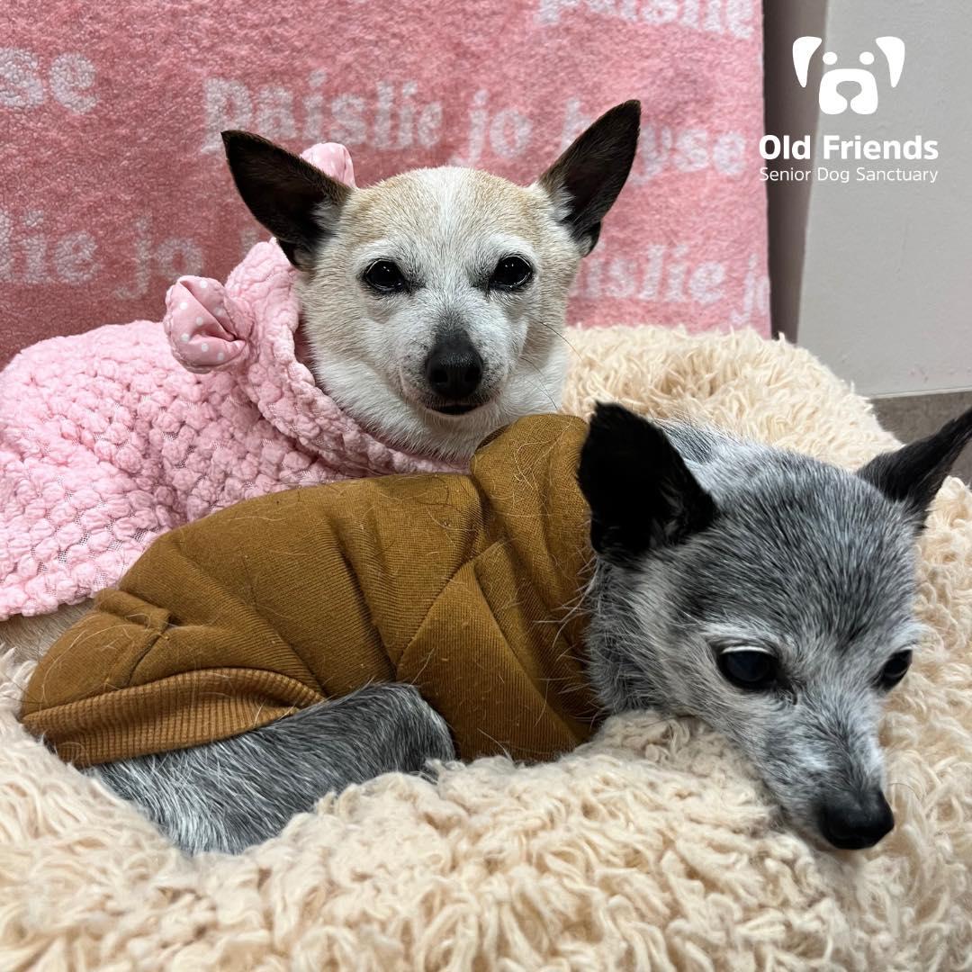 Haku and Zuri, a Adoptable mixed breed in Mount Juliet, TN image 3/4