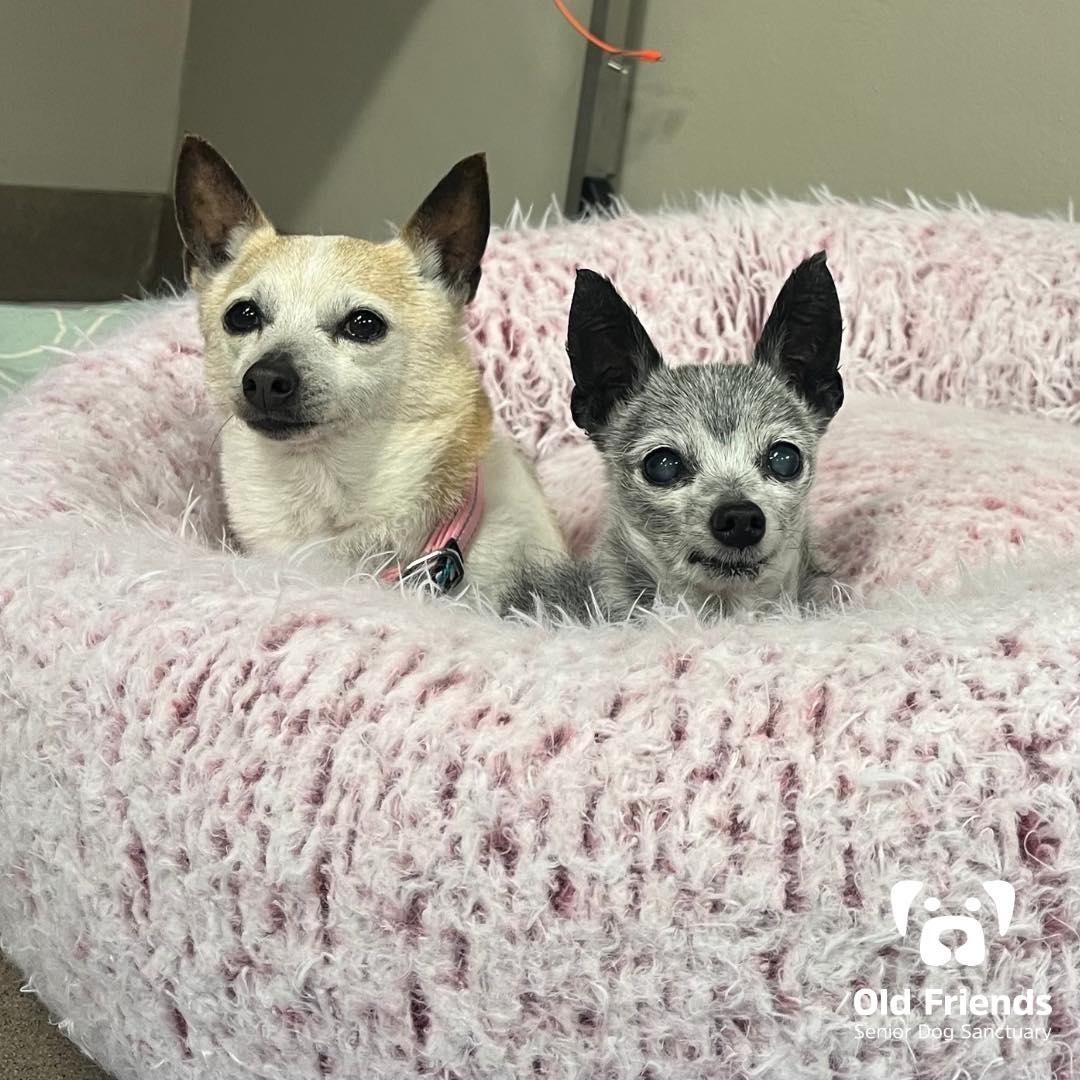 Haku and Zuri, a Adoptable mixed breed in Mount Juliet, TN image 4/4