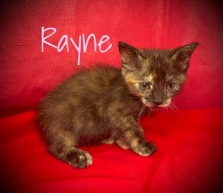 Rayne, Adoptable, Kitten Female Domestic Short Hair.