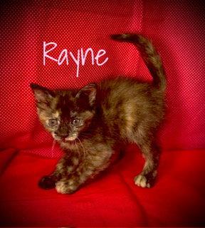 Enlarge Rayne, a Adoptable Domestic Short Hair in Pleasanton, TX image 2/2