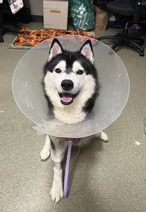 Enlarge Diesel, a Adoptable mixed breed in Vancouver, WA image 1/6