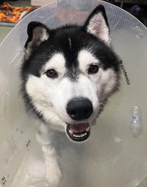 Enlarge Diesel, a Adoptable mixed breed in Vancouver, WA image 3/6