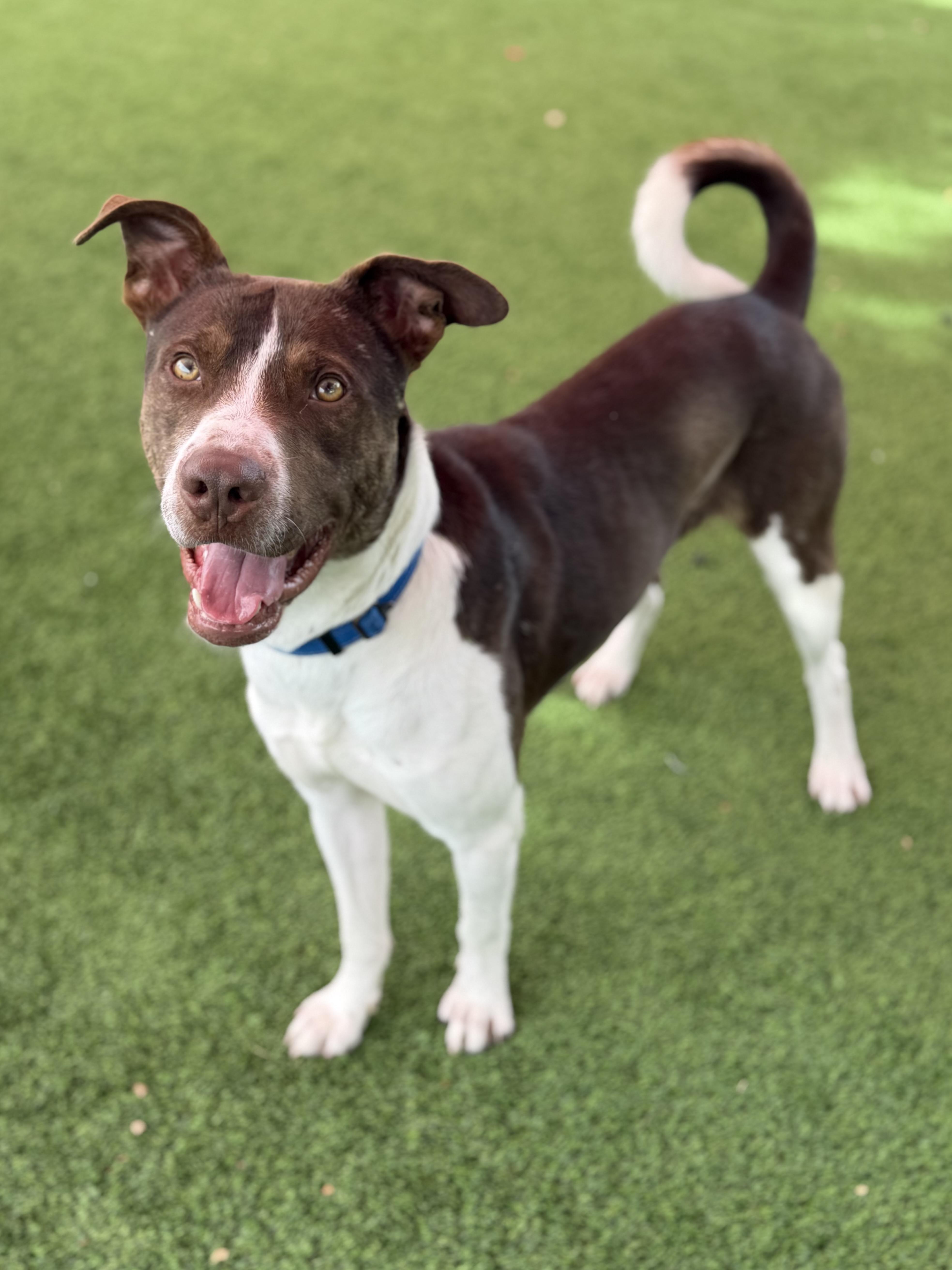 Enlarge Dobbins, a ADOPTABLE mixed breed in Glendale, AZ image 3/4