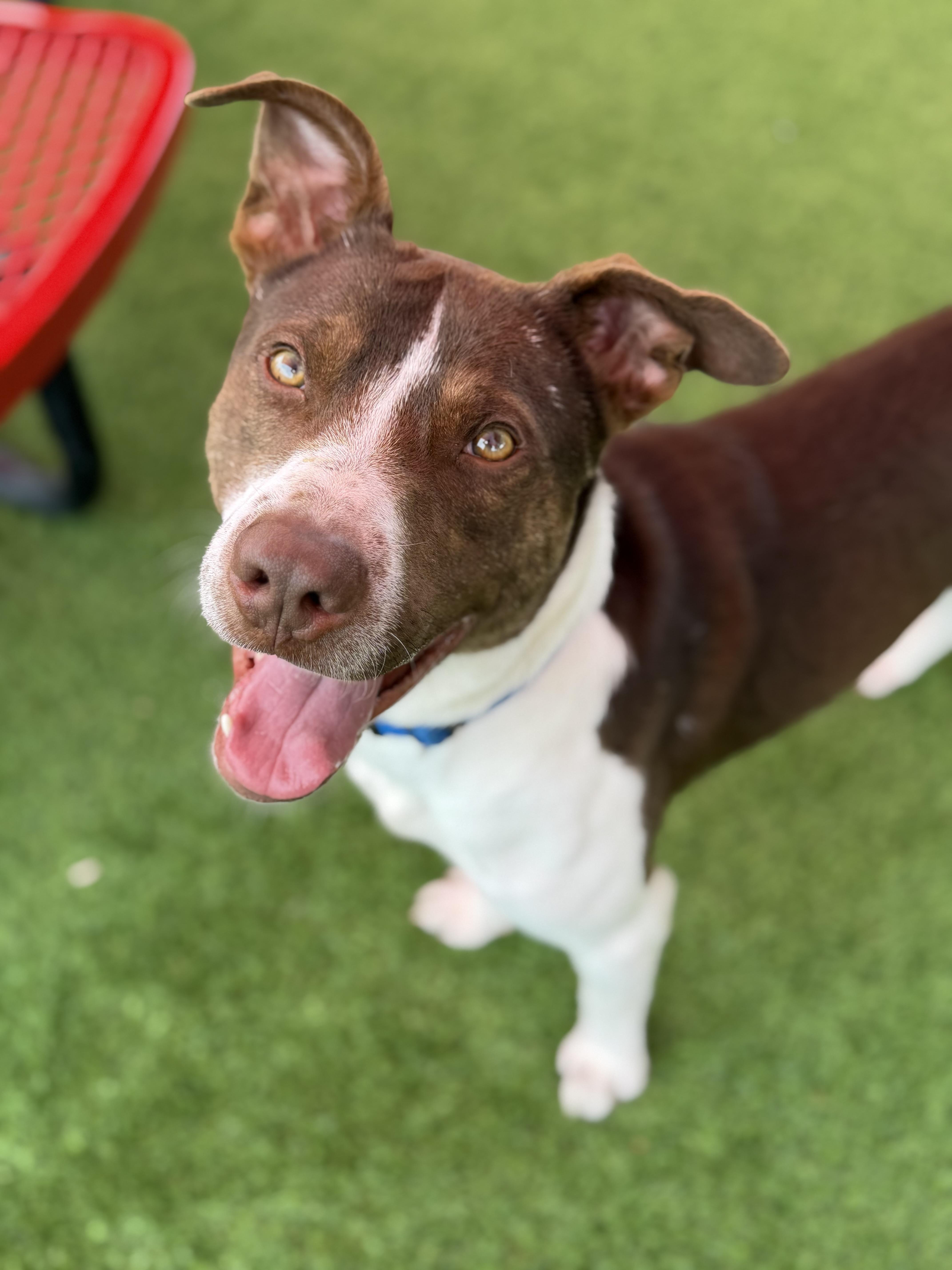 Dobbins, ADOPTABLE, Adult Male American Staffordshire Terrier.