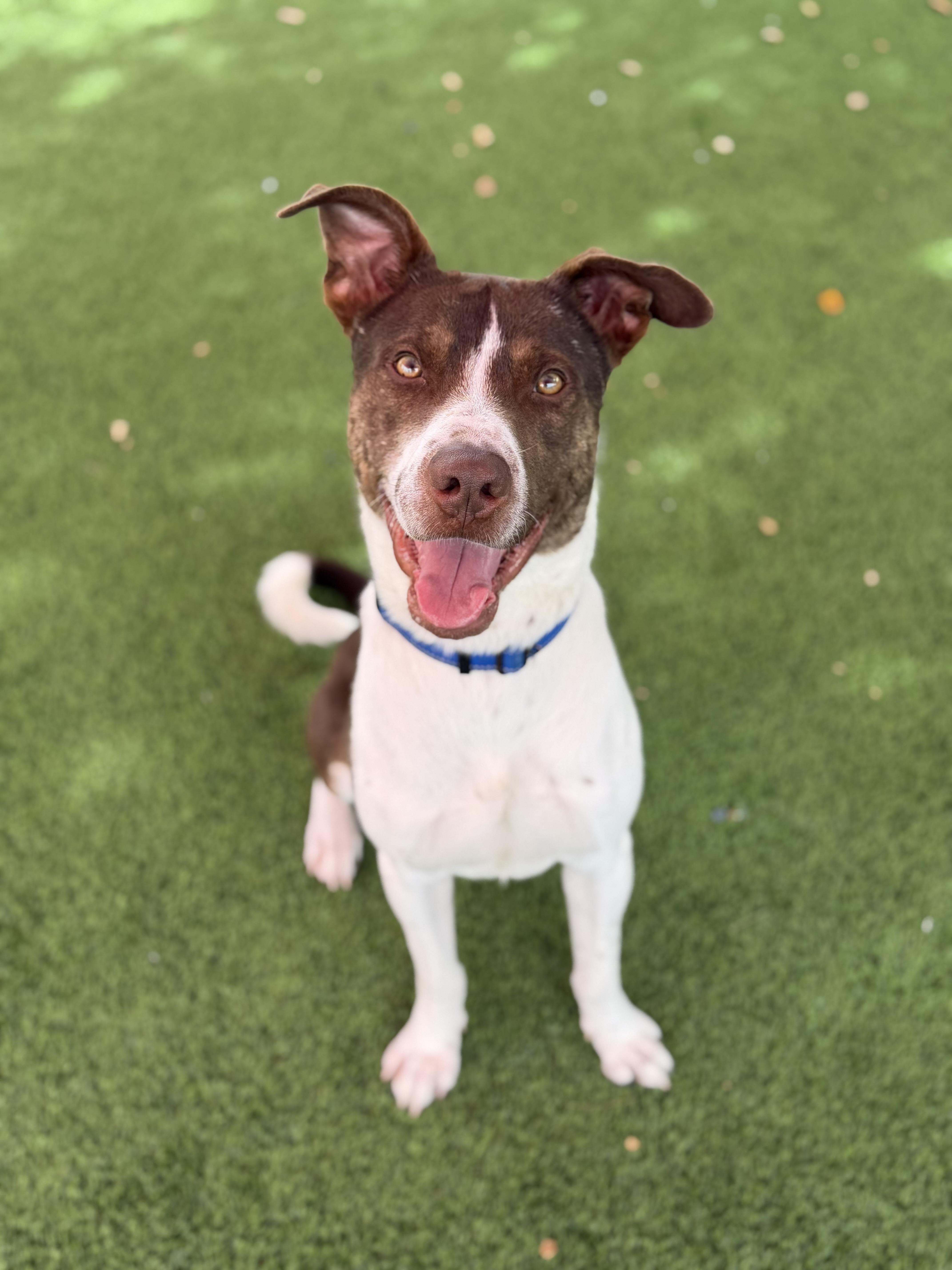 Enlarge Dobbins, a ADOPTABLE mixed breed in Glendale, AZ image 2/4