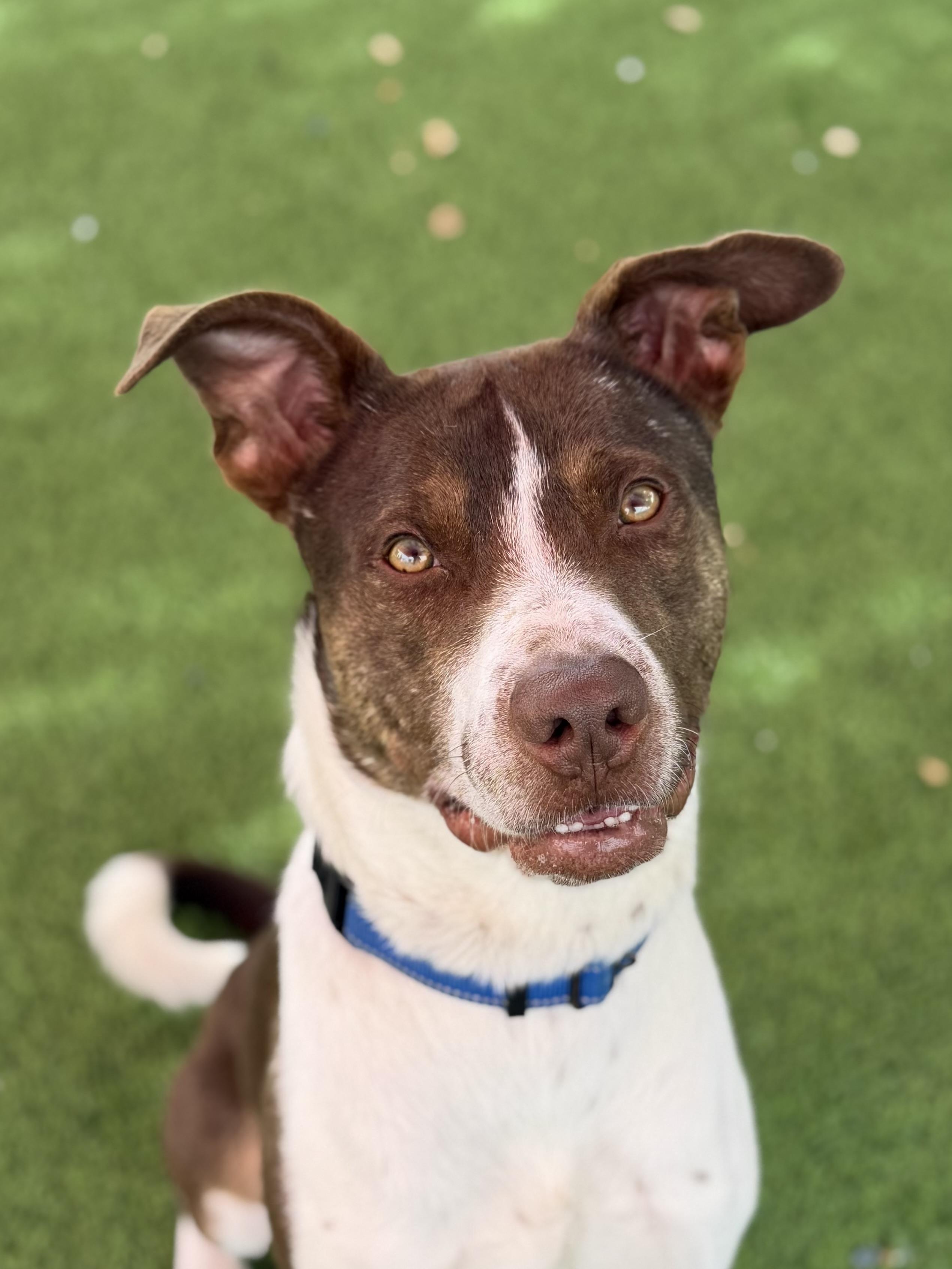 Enlarge Dobbins, a ADOPTABLE mixed breed in Glendale, AZ image 4/4
