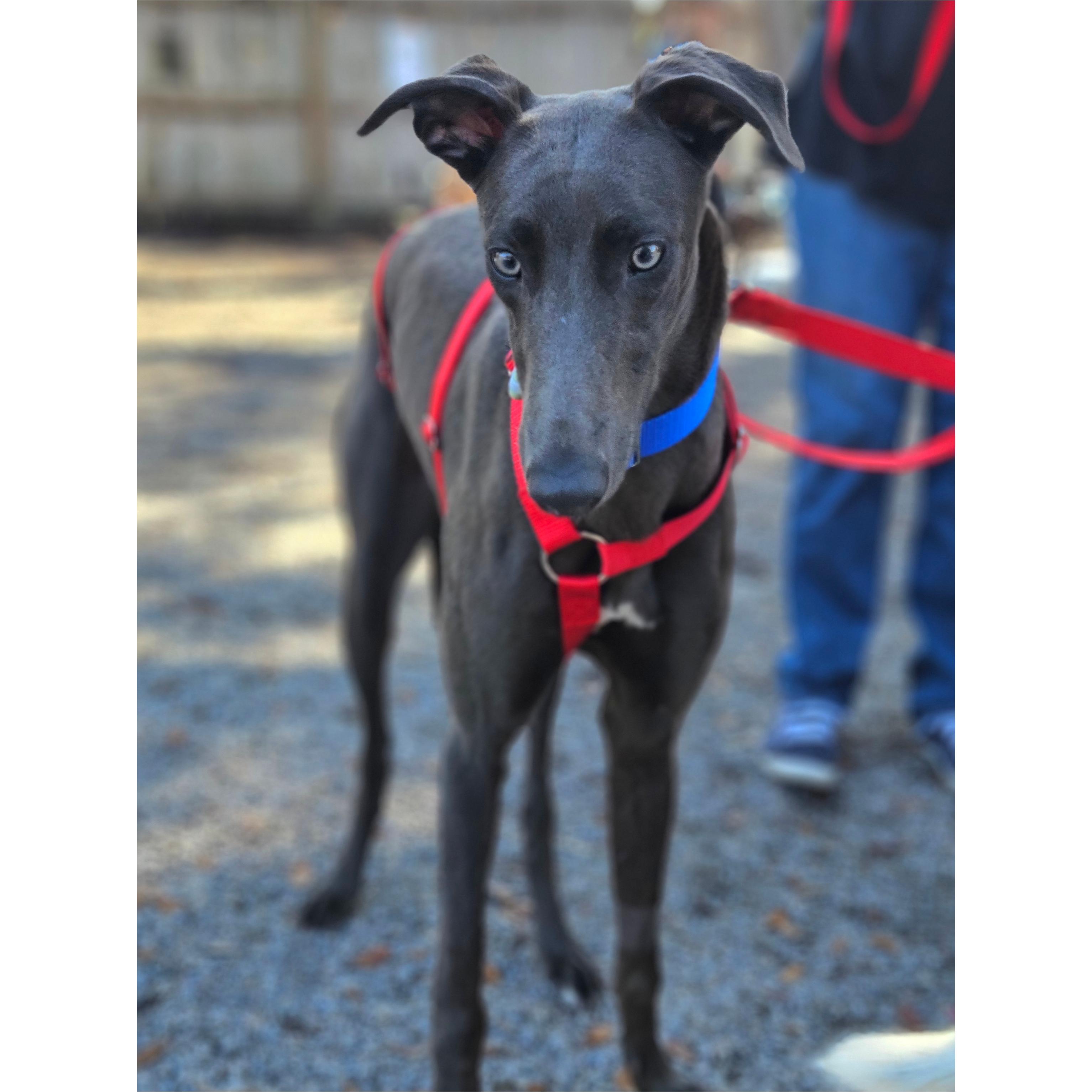 Enlarge Ronan, a ADOPTABLE Greyhound in Tarpon Springs, FL image 1/5