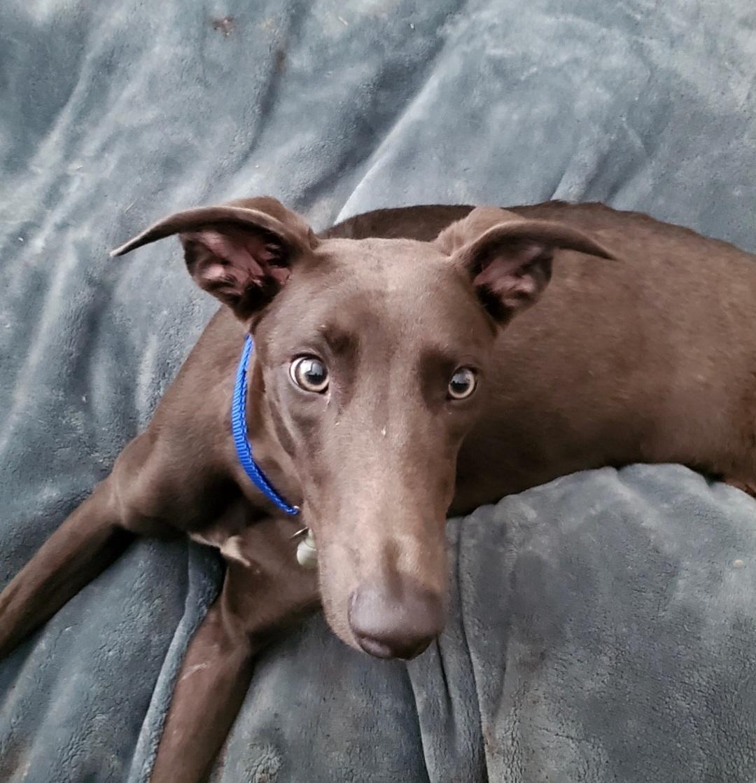 Enlarge Ronan, a ADOPTABLE Greyhound in Tarpon Springs, FL image 5/5