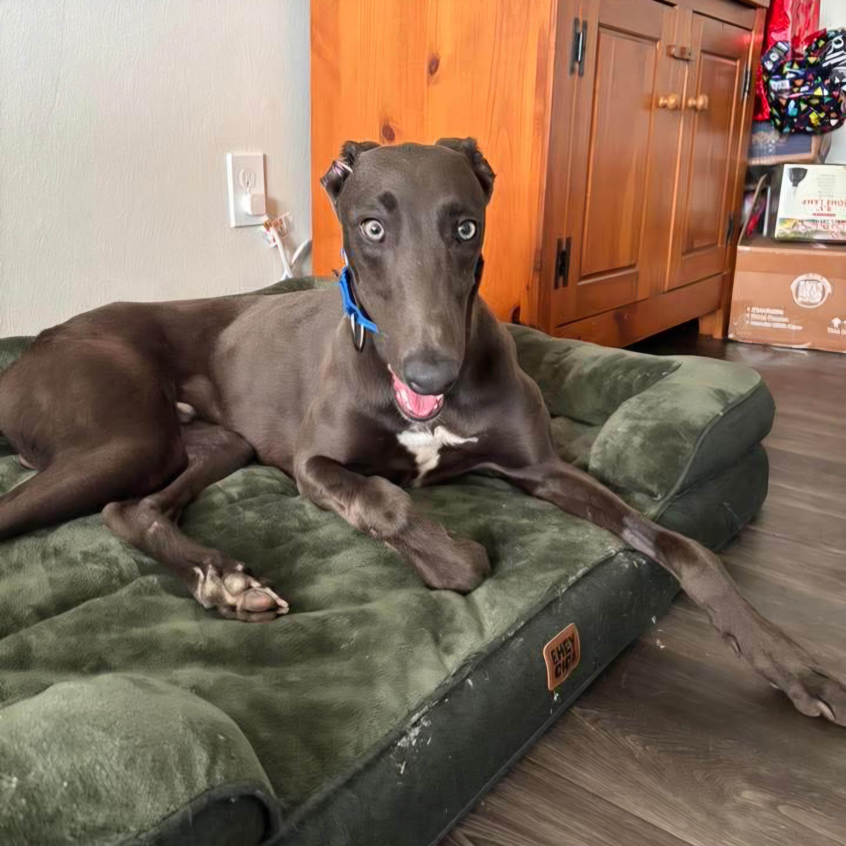 Enlarge Ronan, a ADOPTABLE Greyhound in Tarpon Springs, FL image 4/5