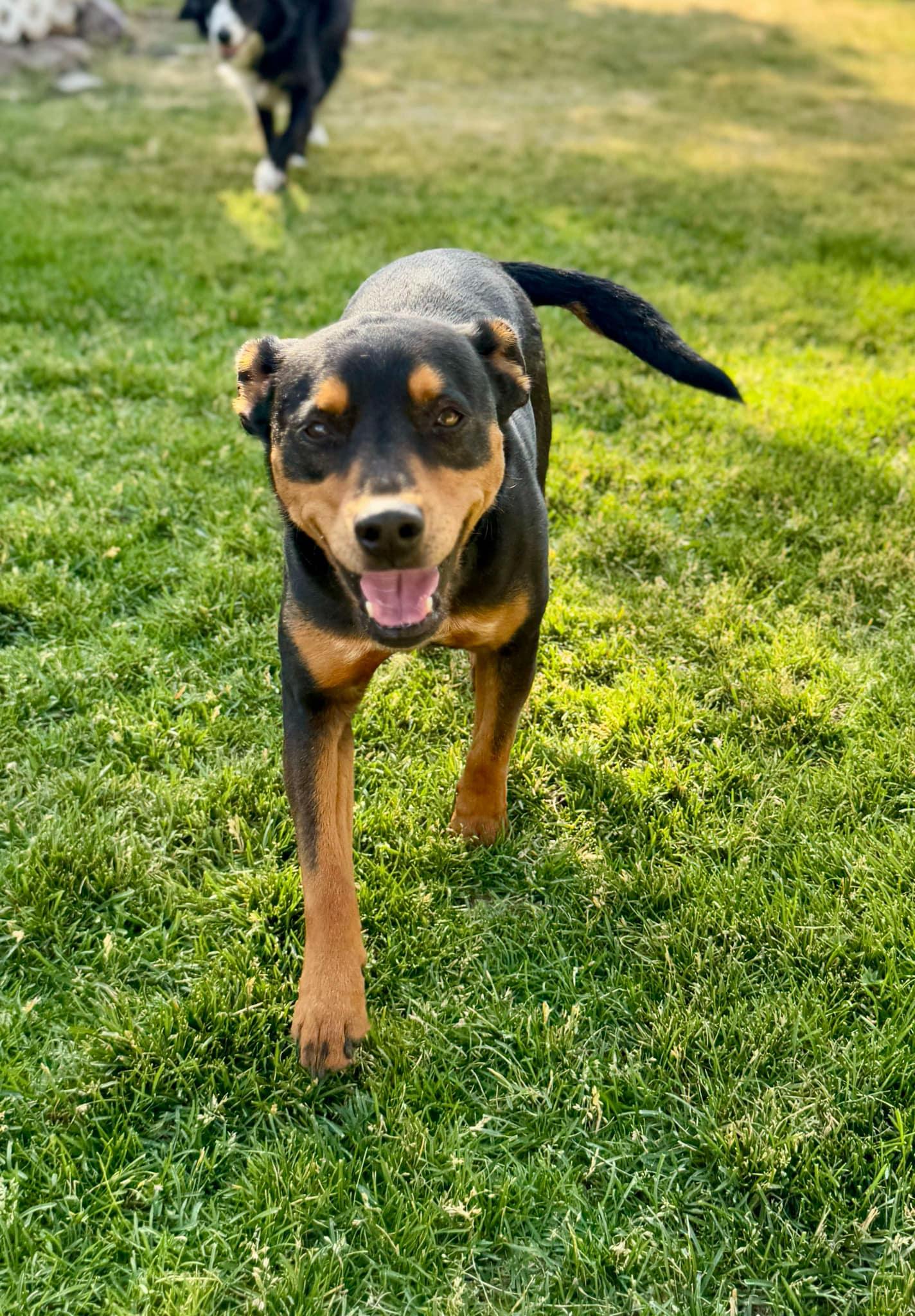Enlarge Princess Buttercup, a Adopted Border Collie in Salt Lake City, UT image 1/3
