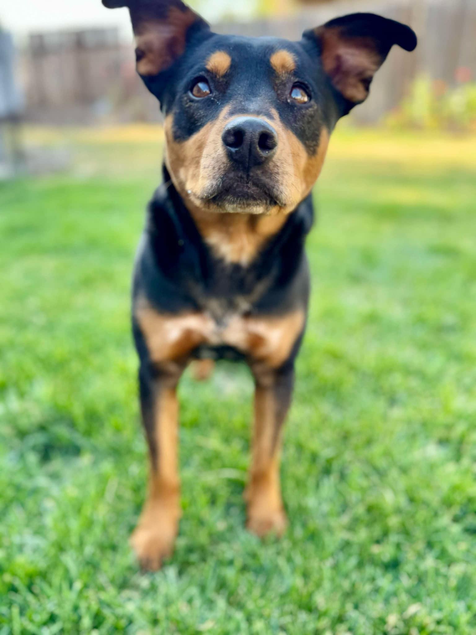 Enlarge Princess Buttercup, a Adopted Border Collie in Salt Lake City, UT image 2/3