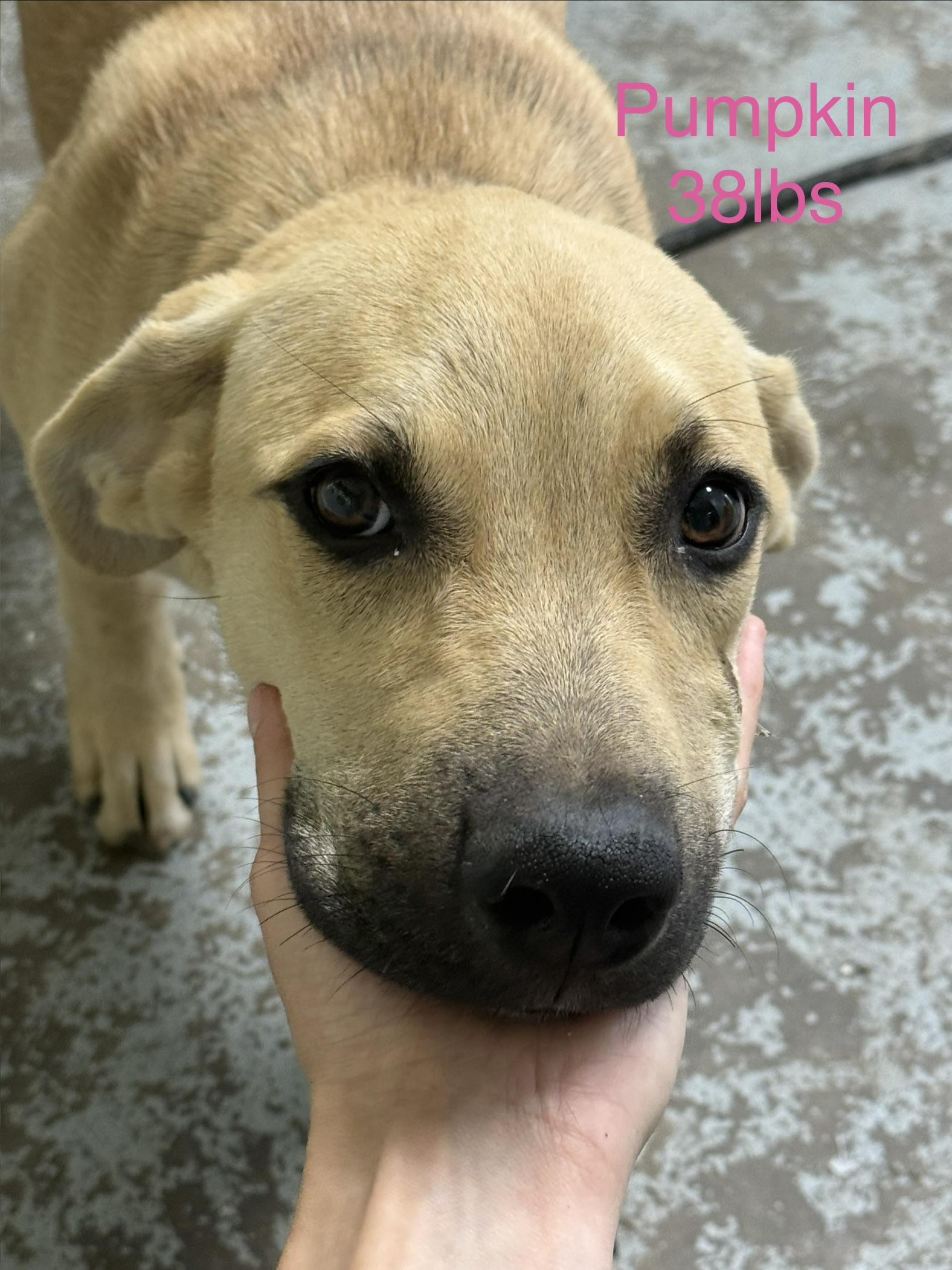 Pumpkin, Adoptable, Puppy Female Treeing Walker Coonhound.