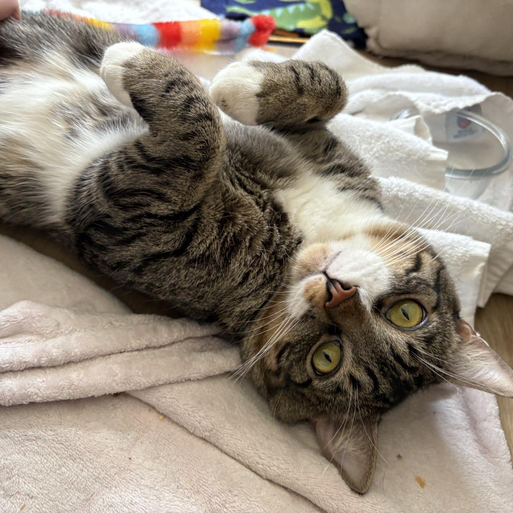 Enlarge Hubie, a Adoptable Domestic Short Hair in Los Angeles, CA image 1/6