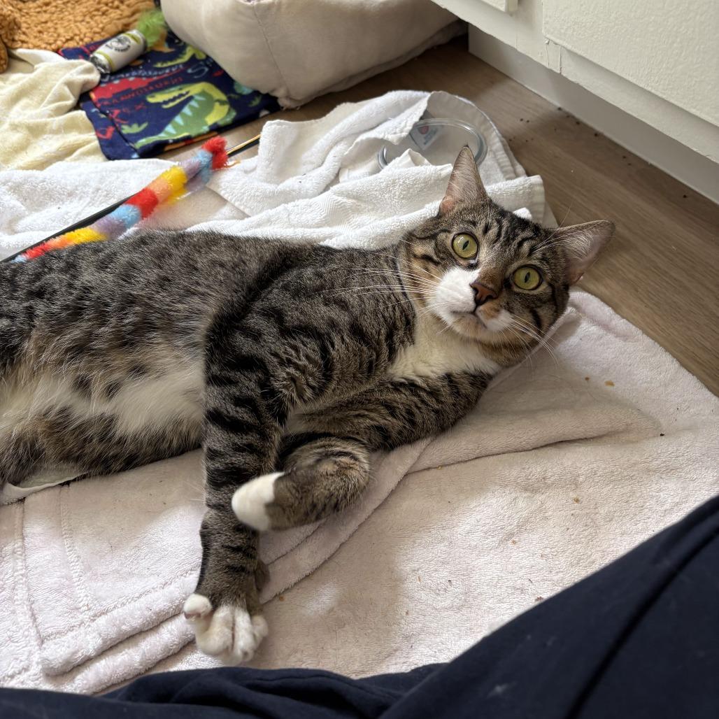 Enlarge Hubie, a Adoptable Domestic Short Hair in Los Angeles, CA image 2/6