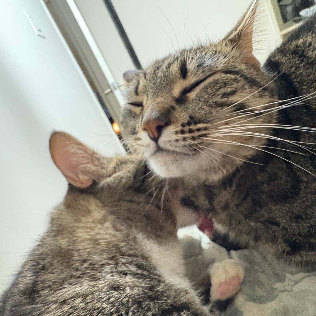 Enlarge Hubie, a Adoptable Domestic Short Hair in Los Angeles, CA image 3/6