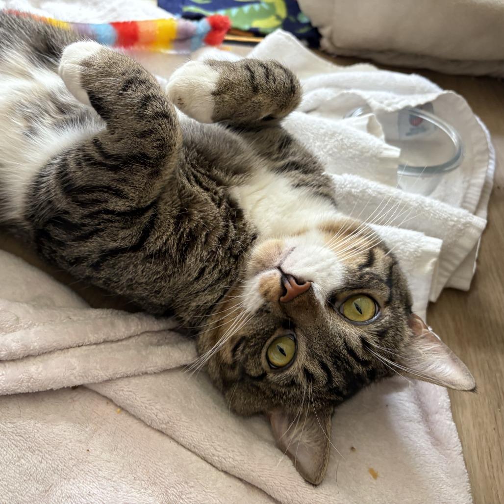 Enlarge Hubie, a Adoptable Domestic Short Hair in Los Angeles, CA image 4/6