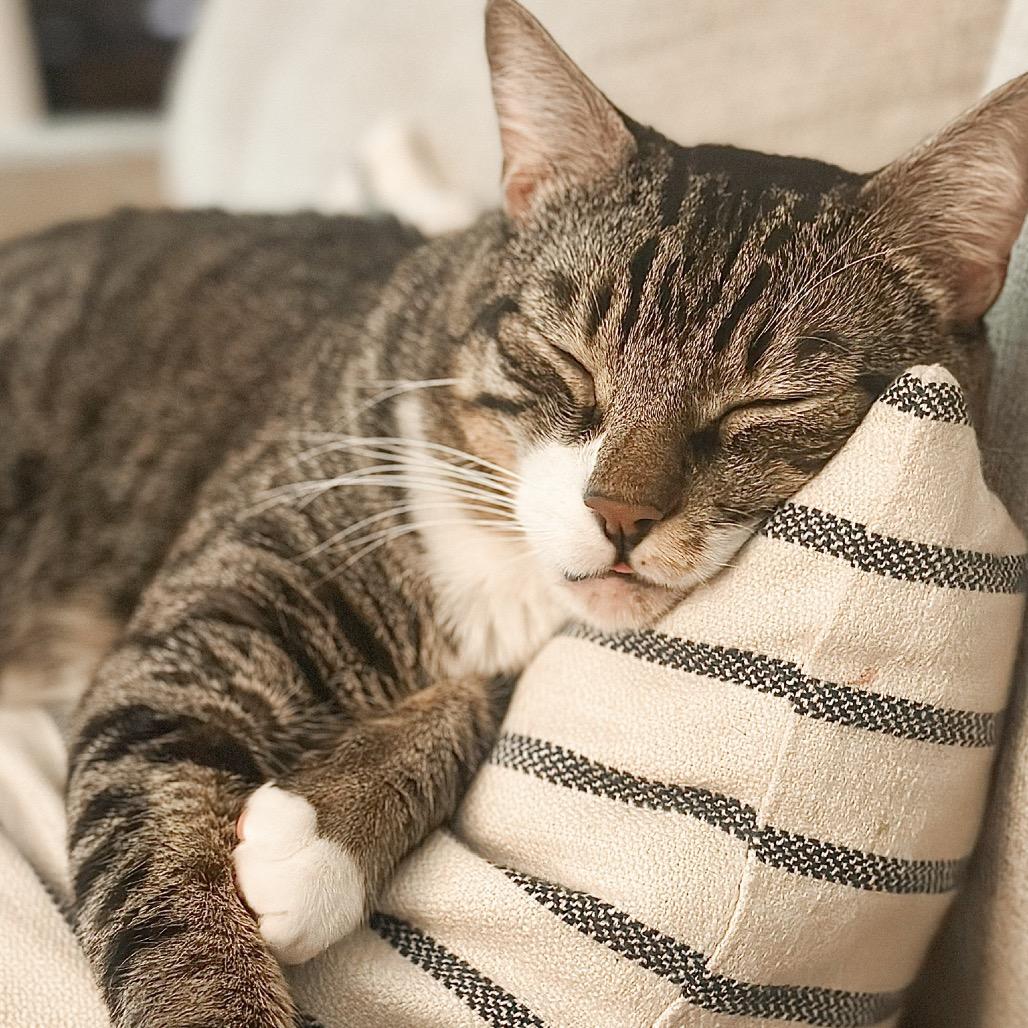 Enlarge Hubie, a Adoptable Domestic Short Hair in Los Angeles, CA image 4/6